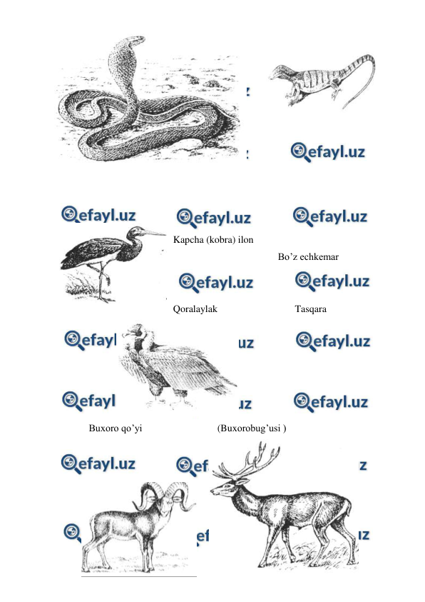  
 
       
 
                   
 
 
 
  
Kapcha (kobra) ilon                                       
                                          Bo’z echkemar  
 
 
Qoralaylak                               Tasqara 
               
                                          
    Buxoro qo’yi                              (Buxorobug’usi ) 
 
     
 
