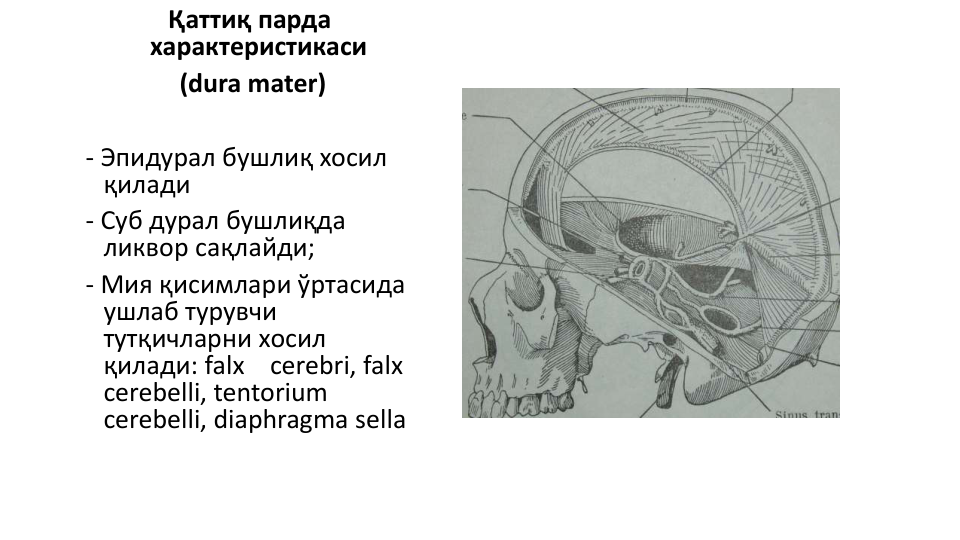 Қаттиқ парда
характеристикаси
(dura mater)
- Эпидурал бушлиқ хосил
қилади
- Суб дурал бушлиқда 
ликвор сақлайди;
- Мия қисимлари ўртасида
ушлаб турувчи
тутқичларни хосил
қилади: falx
cerebri, falx
cerebelli, tentorium
cerebelli, diaphragma sella
