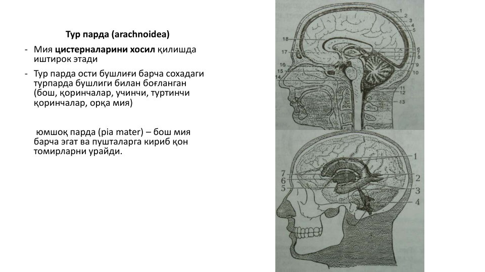Тур парда (arachnoidea)
- Мия цистерналарини хосил қилишда 
иштирок этади
- Тур парда ости бушлиғи барча сохадаги 
турпарда бушлиги билан боғланган 
(бош, қоринчалар, учинчи, туртинчи 
қоринчалар, орқа мия)
юмшоқ парда (pia mater) – бош мия
барча эгат ва пушталарга кириб қон 
томирларни урайди. 
