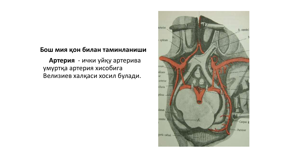 Бош мия қон билан таминланиши
Артерия - ички уйқу артерива
умуртқа артерия хисобига
Велизиев халқаси хосил булади. 
