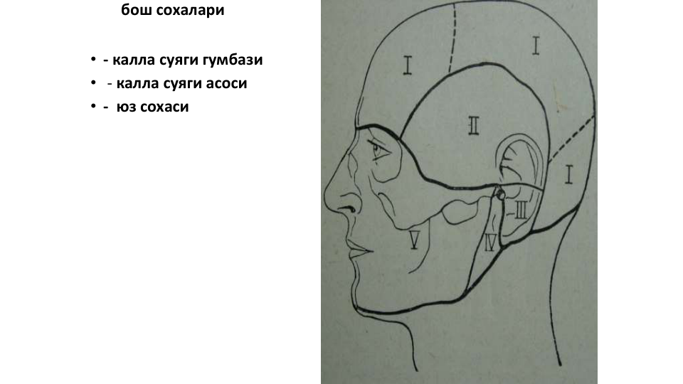 бош сохалари
• - калла суяги гумбази
• - калла суяги асоси
• - юз сохаси
