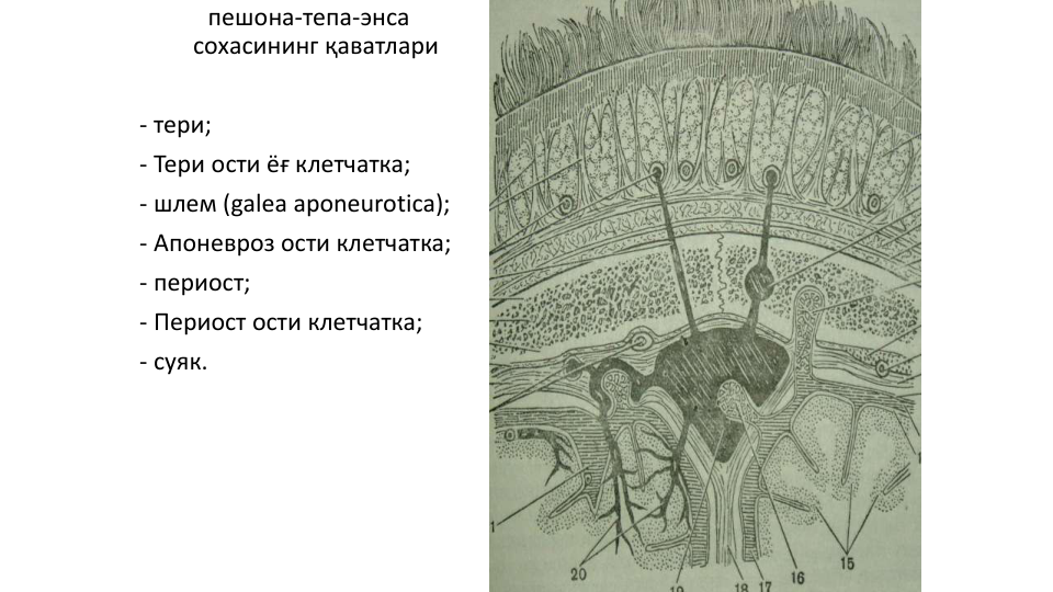 пешона-тепа-энса
сохасининг қаватлари
- тери;
- Тери ости ёғ клетчатка;
- шлем (galea aponeurotica);
- Апоневроз ости клетчатка;
- периост;
- Периост ости клетчатка;
- суяк. 
