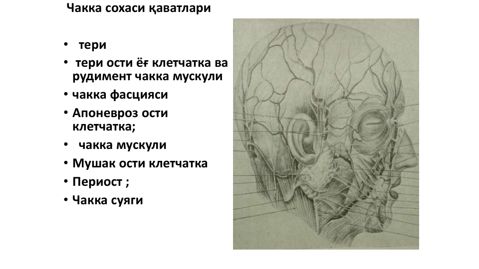 Чакка сохаси қаватлари
• тери
• тери ости ёғ клетчатка ва
рудимент чакка мускули
• чакка фасцияси
• Апоневроз ости  
клетчатка;
• чакка мускули
• Мушак ости клетчатка
• Периост ;
• Чакка суяги
