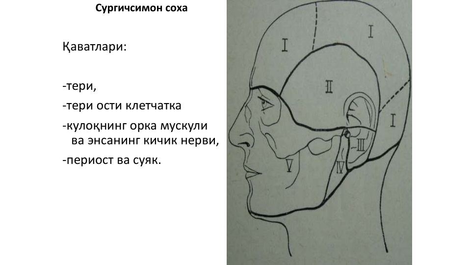 Сургичсимон соха
Қаватлари:
-тери, 
-тери ости клетчатка
-кулоқнинг орка мускули 
ва энсанинг кичик нерви, 
-периост ва суяк.
