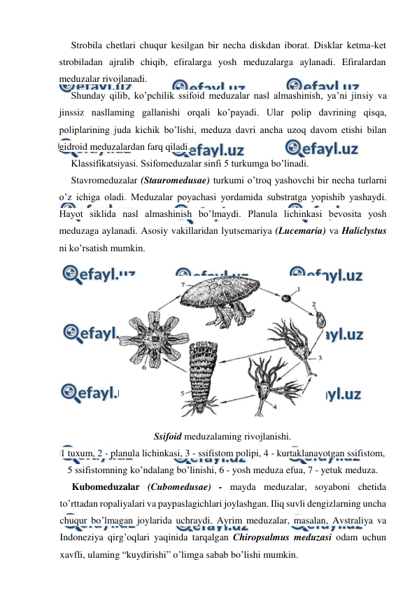  
 
Strobila chetlari chuqur kesilgan bir necha diskdan iborat. Disklar ketma-ket 
strobiladan ajralib chiqib, efiralarga yosh meduzalarga aylanadi. Efiralardan 
meduzalar rivojlanadi. 
Shunday qilib, ko’pchilik ssifoid meduzalar nasl almashinish, ya’ni jinsiy va 
jinssiz nasllaming gallanishi orqali ko’payadi. Ular polip davrining qisqa, 
poliplarining juda kichik bo’lishi, meduza davri ancha uzoq davom etishi bilan 
gidroid meduzalardan farq qiladi. 
Klassifikatsiyasi. Ssifomeduzalar sinfi 5 turkumga bo’linadi. 
Stavromeduzalar (Stauromedusae) turkumi o’troq yashovchi bir necha turlarni 
o’z ichiga oladi. Meduzalar poyachasi yordamida substratga yopishib yashaydi. 
Hayot siklida nasl almashinish bo’lmaydi. Planula lichinkasi bevosita yosh 
meduzaga aylanadi. Asosiy vakillaridan lyutsemariya (Lucemaria) va Haliclystus 
ni ko’rsatish mumkin. 
 
Kubomeduzalar (Cubomedusae) - mayda meduzalar, soyaboni chetida 
to’rttadan ropaliyalari va paypaslagichlari joylashgan. Iliq suvli dengizlarning uncha 
chuqur bo’lmagan joylarida uchraydi. Ayrim meduzalar, masalan, Avstraliya va 
Indoneziya qirg’oqlari yaqinida tarqalgan Chiropsalmus meduzasi odam uchun 
xavfli, ulaming “kuydirishi” o’limga sabab bo’lishi mumkin. 
 
Ssifoid meduzalaming rivojlanishi. 
1 tuxum, 2 - planula lichinkasi, 3 - ssifistom polipi, 4 - kurtaklanayotgan ssifistom, 
5 ssifistomning ko’ndalang bo’linishi, 6 - yosh meduza efua, 7 - yetuk meduza. 
