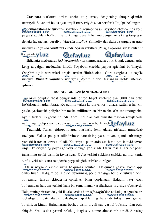  
 
Coronata turkumi turlari uncha ко’p emas, dengizning chuqur qismida 
uchraydi. Soyaboni halqa egat orqali markaziy disk va periferik “toj”ga bo’lingan. 
Semacostomeae turkumi soyaboni disksimon yassi, soyabon chetida juda ko’p 
paypaslagichlari bo’ladi. Bu turkumga deyarli hamma dengizlarda keng tarqalgan 
dengiz laganchasi aureliya (Aurelia aurita), shimoliy dengizlarda tarqalgan qutb 
meduzasi (Cyanea capillata) kiradi. Ayrim vakillari (Pelagia) qorong’ida kuchli nur 
tarqatadi. 
Ildizogiz meduzalar (Rhizostomida) turkumiga ancha yirik, tropik dengizlarda, 
keng tarqalgan meduzalar kiradi. Soyaboni chetida paypaslagichlari bo’lmaydi. 
Ozig’ini og’iz xartumlari orqali suvdan filtrlab oladi. Qora dengizda ildizog’iz 
meduza Rhizostomapulmo uchraydi. Ayrim turlari tuzlangan holda iste’mol 
qilinadi. 
KORALL POLIPLAR (ANTHOZOA) SINFI 
Korall poliplar faqat dengizlarda o’troq hayot kechiradigan 6000 dan ortiq 
bo’shliqichlilardan iborat. Ko’pchilik turlari koloniya hosil qiladi. Kattaligi har xil; 
yakka yashovchi poliplar bir necha millimetrdan bir necha o’n santimetrgacha; 
ayrim turlari 1m gacha bo’ladi. Korall poliplar nasl almashinmasdan rivojlanadi, 
ya’ni faqat polip shaklida uchraydi; meduza davri bo’lmaydi. 
Tuzilishi. Tanasi gidropoliplarga o’xshash, lekin ularga nisbatan murakkab 
tuzilgan. Yakka poliplar silindrsimon tanasining yassi tovon qismi substratga 
yopishish uchun xizmat qiladi. Koloniyali poliplarda esa har qaysi individ tovon 
orqali koloniyaning poyasiga yoki shoxiga yopishadi. Og’iz teshigi har bir polip 
tanasining uchki qismida joylashgan. Og’iz teshigi sakkizta (sakkiz nurlilar kenja 
sinfi), yoki olti karra miqdorda paypaslagichlar bilan o’ralgan. 
    Og’iz nayga o’xshash uzun halqumga ochiladi. Halqumda gastral bo’shliqqa 
osilib turadi. Halqum og’iz diski devorining polip tanasiga botib kirishidan hosil 
bo’lganligi tufayli ektoderma epiteliysi bilan qoplangan. Halqum nayi yassi 
bo’lganidan halqum teshigi ham bir tomonlama yassilashgan tirqishga o’xshaydi. 
Halqumning bir uchida yoki ikkala uchida ham sifonoglif deb ataladigan egatchalari 
joylashgan. Egatchalarda joylashgan kipriklaming harakati tufayli suv gastral 
bo’shliqqa kiradi. Halqumning boshqa qismi orqali suv gastral bo’shlig’idan oqib 
chiqadi. Shu usulda gastral bo’shlig’idagi suv doimo almashinib turadi. Suvning 
