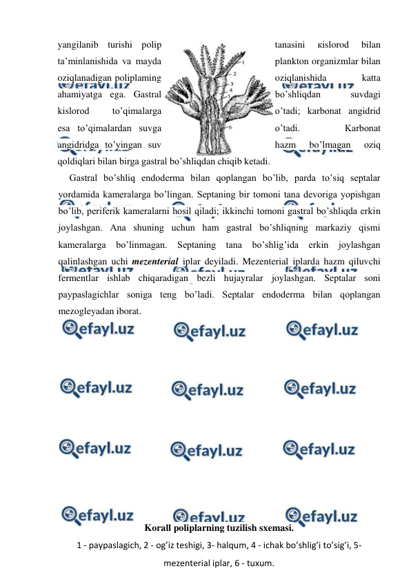  
 
yangilanib turishi polip 
tanasini 
кislorod 
bilan 
ta’minlanishida va mayda 
plankton organizmlar bilan 
oziqlanadigan poliplaming 
oziqlanishida 
katta 
ahamiyatga ega. Gastral 
bo’shliqdan 
suvdagi 
kislorod 
to’qimalarga 
o’tadi; karbonat angidrid 
esa to’qimalardan suvga 
o’tadi. 
Karbonat 
angidridga to’yingan suv 
hazm 
bo’lmagan 
oziq 
qoldiqlari bilan birga gastral bo’shliqdan chiqib ketadi. 
Gastral bo’shliq endoderma bilan qoplangan bo’lib, parda to’siq septalar 
yordamida kameralarga bo’lingan. Septaning bir tomoni tana devoriga yopishgan 
bo’lib, periferik kameralarni hosil qiladi; ikkinchi tomoni gastral bo’shliqda erkin 
joylashgan. Ana shuning uchun ham gastral bo’shliqning markaziy qismi 
kameralarga bo’linmagan. Septaning tana bo’shlig’ida erkin joylashgan 
qalinlashgan uchi mezenterial iplar deyiladi. Mezenterial iplarda hazm qiluvchi 
fermentlar ishlab chiqaradigan bezli hujayralar joylashgan. Septalar soni 
paypaslagichlar soniga teng bo’ladi. Septalar endoderma bilan qoplangan 
mezogleyadan iborat. 
  
 
 
 
 
 
 
 
 
 
 
 
Korall poliplarning tuzilish sxemasi.  
1 - paypaslagich, 2 - og’iz teshigi, 3- halqum, 4 - ichak bo’shlig’i to’sig’i, 5- 
mezenterial iplar, 6 - tuxum.    
