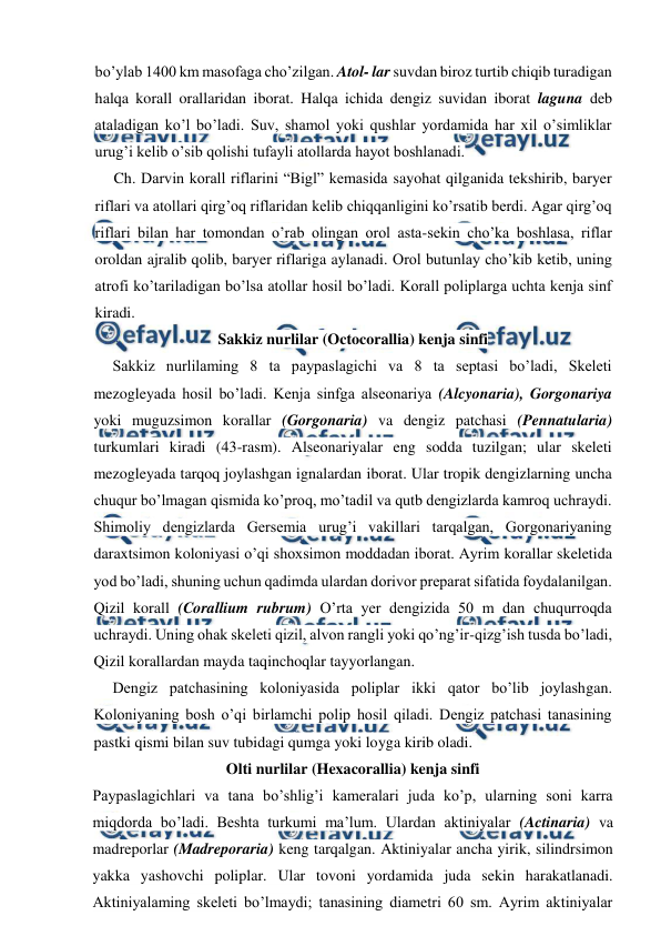  
 
bo’ylab 1400 km masofaga cho’zilgan. Atol- lar suvdan biroz turtib chiqib turadigan 
halqa korall orallaridan iborat. Halqa ichida dengiz suvidan iborat laguna deb 
ataladigan ko’l bo’ladi. Suv, shamol yoki qushlar yordamida har xil o’simliklar 
urug’i kelib o’sib qolishi tufayli atollarda hayot boshlanadi. 
Ch. Darvin korall riflarini “Bigl” kemasida sayohat qilganida tekshirib, baryer 
riflari va atollari qirg’oq riflaridan kelib chiqqanligini ko’rsatib berdi. Agar qirg’oq 
riflari bilan har tomondan o’rab olingan orol asta-sekin cho’ka boshlasa, riflar 
oroldan ajralib qolib, baryer riflariga aylanadi. Orol butunlay cho’kib ketib, uning 
atrofi ko’tariladigan bo’lsa atollar hosil bo’ladi. Korall poliplarga uchta kenja sinf 
kiradi. 
Sakkiz nurlilar (Octocorallia) kenja sinfi 
Sakkiz nurlilaming 8 ta paypaslagichi va 8 ta septasi bo’ladi, Skeleti 
mezogleyada hosil bo’ladi. Kenja sinfga alseonariya (Alcyonaria), Gorgonariya 
yoki muguzsimon korallar (Gorgonaria) va dengiz patchasi (Pennatularia) 
turkumlari kiradi (43-rasm). Alseonariyalar eng sodda tuzilgan; ular skeleti 
mezogleyada tarqoq joylashgan ignalardan iborat. Ular tropik dengizlarning uncha 
chuqur bo’lmagan qismida ko’proq, mo’tadil va qutb dengizlarda kamroq uchraydi. 
Shimoliy dengizlarda Gersemia urug’i vakillari tarqalgan, Gorgonariyaning 
daraxtsimon koloniyasi o’qi shoxsimon moddadan iborat. Ayrim korallar skeletida 
yod bo’ladi, shuning uchun qadimda ulardan dorivor preparat sifatida foydalanilgan. 
Qizil korall (Corallium rubrum) O’rta yer dengizida 50 m dan chuqurroqda 
uchraydi. Uning ohak skeleti qizil, alvon rangli yoki qo’ng’ir-qizg’ish tusda bo’ladi, 
Qizil korallardan mayda taqinchoqlar tayyorlangan. 
Dengiz patchasining koloniyasida poliplar ikki qator bo’lib joylashgan. 
Koloniyaning bosh o’qi birlamchi polip hosil qiladi. Dengiz patchasi tanasining 
pastki qismi bilan suv tubidagi qumga yoki loyga kirib oladi. 
Olti nurlilar (Hexacorallia) kenja sinfi 
Paypaslagichlari va tana bo’shlig’i kameralari juda ko’p, ularning soni karra 
miqdorda bo’ladi. Beshta turkumi ma’lum. Ulardan aktiniyalar (Actinaria) va 
madreporlar (Madreporaria) keng tarqalgan. Aktiniyalar ancha yirik, silindrsimon 
yakka yashovchi poliplar. Ular tovoni yordamida juda sekin harakatlanadi. 
Aktiniyalaming skeleti bo’lmaydi; tanasining diametri 60 sm. Ayrim aktiniyalar 
