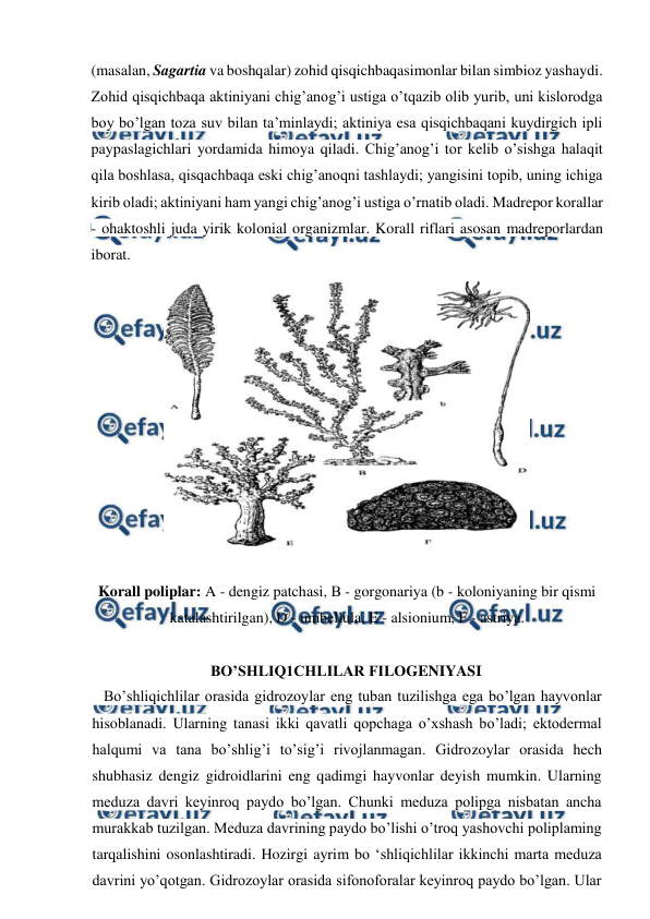  
 
(masalan, Sagartia va boshqalar) zohid qisqichbaqasimonlar bilan simbioz yashaydi. 
Zohid qisqichbaqa aktiniyani chig’anog’i ustiga o’tqazib olib yurib, uni kislorodga 
boy bo’lgan toza suv bilan ta’minlaydi; aktiniya esa qisqichbaqani kuydirgich ipli 
paypaslagichlari yordamida himoya qiladi. Chig’anog’i tor kelib o’sishga halaqit 
qila boshlasa, qisqachbaqa eski chig’anoqni tashlaydi; yangisini topib, uning ichiga 
kirib oladi; aktiniyani ham yangi chig’anog’i ustiga o’rnatib oladi. Madrepor korallar 
- ohaktoshli juda yirik kolonial organizmlar. Korall riflari asosan madreporlardan 
iborat. 
 
 
Korall poliplar: A - dengiz patchasi, В - gorgonariya (b - koloniyaning bir qismi 
katalashtirilgan), D - umbellula, E - alsionium, F - astriya. 
 
BO’SHLIQ1CHLILAR FILOGENIYASI 
   Bo’shliqichlilar orasida gidrozoylar eng tuban tuzilishga ega bo’lgan hayvonlar 
hisoblanadi. Ularning tanasi ikki qavatli qopchaga o’xshash bo’ladi; ektodermal 
halqumi va tana bo’shlig’i to’sig’i rivojlanmagan. Gidrozoylar orasida hech 
shubhasiz dengiz gidroidlarini eng qadimgi hayvonlar deyish mumkin. Ularning 
meduza davri keyinroq paydo bo’lgan. Chunki meduza polipga nisbatan ancha 
murakkab tuzilgan. Meduza davrining paydo bo’lishi o’troq yashovchi poliplaming 
tarqalishini osonlashtiradi. Hozirgi ayrim bo ‘shliqichlilar ikkinchi marta meduza 
davrini yo’qotgan. Gidrozoylar orasida sifonoforalar keyinroq paydo bo’lgan. Ular 
