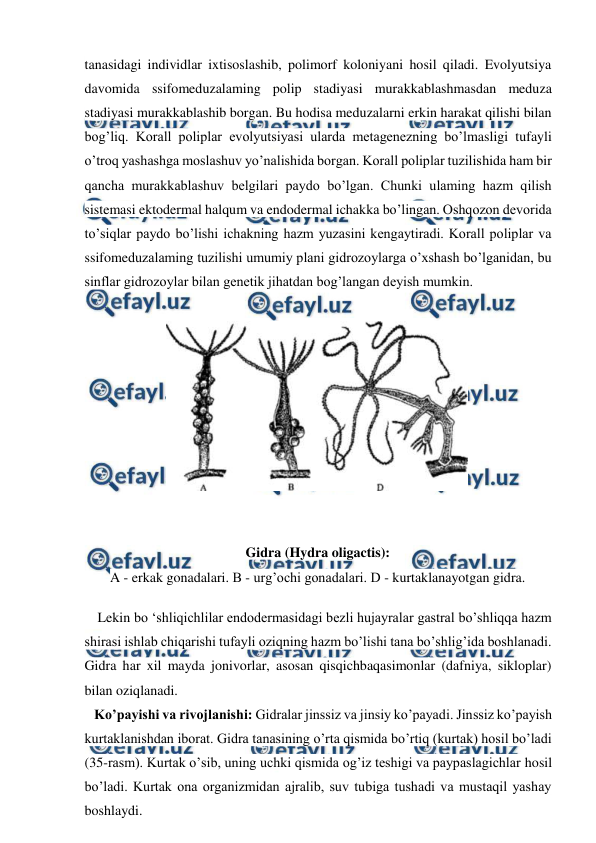  
 
tanasidagi individlar ixtisoslashib, polimorf koloniyani hosil qiladi. Evolyutsiya 
davomida ssifomeduzalaming polip stadiyasi murakkablashmasdan meduza 
stadiyasi murakkablashib borgan. Bu hodisa meduzalarni erkin harakat qilishi bilan 
bog’liq. Korall poliplar evolyutsiyasi ularda metagenezning bo’lmasligi tufayli 
o’troq yashashga moslashuv yo’nalishida borgan. Korall poliplar tuzilishida ham bir 
qancha murakkablashuv belgilari paydo bo’lgan. Chunki ulaming hazm qilish 
sistemasi ektodermal halqum va endodermal ichakka bo’lingan. Oshqozon devorida 
to’siqlar paydo bo’lishi ichakning hazm yuzasini kengaytiradi. Korall poliplar va 
ssifomeduzalaming tuzilishi umumiy plani gidrozoylarga o’xshash bo’lganidan, bu 
sinflar gidrozoylar bilan genetik jihatdan bog’langan deyish mumkin. 
    Lekin bo ‘shliqichlilar endodermasidagi bezli hujayralar gastral bo’shliqqa hazm 
shirasi ishlab chiqarishi tufayli oziqning hazm bo’lishi tana bo’shlig’ida boshlanadi. 
Gidra har xil mayda jonivorlar, asosan qisqichbaqasimonlar (dafniya, sikloplar) 
bilan oziqlanadi. 
   Ko’payishi va rivojlanishi: Gidralar jinssiz va jinsiy ko’payadi. Jinssiz ko’payish 
kurtaklanishdan iborat. Gidra tanasining o’rta qismida bo’rtiq (kurtak) hosil bo’ladi 
(35-rasm). Kurtak o’sib, uning uchki qismida og’iz teshigi va paypaslagichlar hosil 
bo’ladi. Kurtak ona organizmidan ajralib, suv tubiga tushadi va mustaqil yashay 
boshlaydi. 
  
 
 
Gidra (Hydra oligactis): 
A - erkak gonadalari. В - urg’ochi gonadalari. D - kurtaklanayotgan gidra. 
