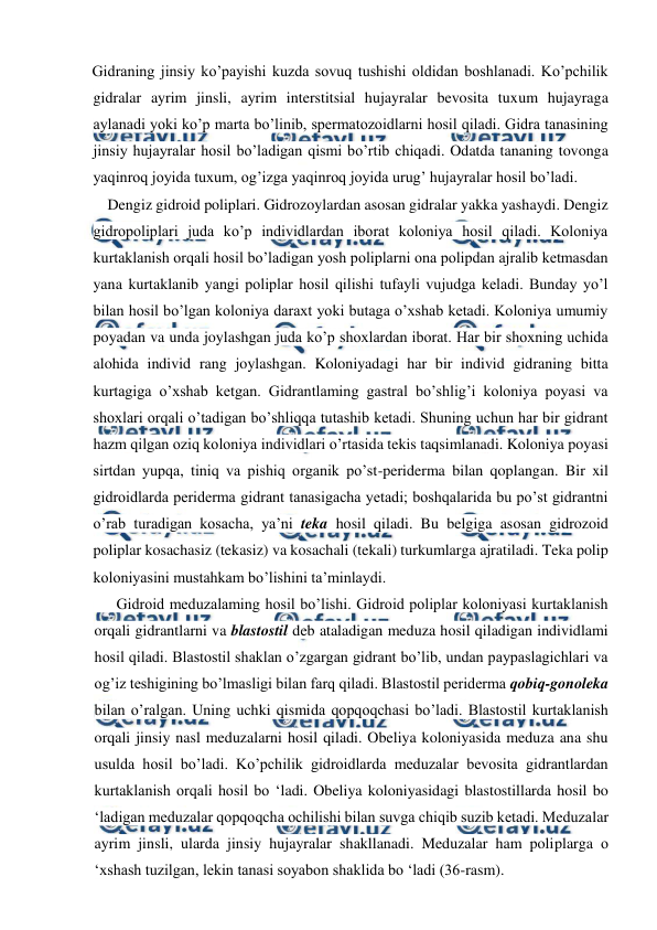  
 
Gidraning jinsiy ko’payishi kuzda sovuq tushishi oldidan boshlanadi. Ko’pchilik 
gidralar ayrim jinsli, ayrim interstitsial hujayralar bevosita tuxum hujayraga 
aylanadi yoki ko’p marta bo’linib, spermatozoidlarni hosil qiladi. Gidra tanasining 
jinsiy hujayralar hosil bo’ladigan qismi bo’rtib chiqadi. Odatda tananing tovonga 
yaqinroq joyida tuxum, og’izga yaqinroq joyida urug’ hujayralar hosil bo’ladi. 
    Dengiz gidroid poliplari. Gidrozoylardan asosan gidralar yakka yashaydi. Dengiz 
gidropoliplari juda ko’p individlardan iborat koloniya hosil qiladi. Koloniya 
kurtaklanish orqali hosil bo’ladigan yosh poliplarni ona polipdan ajralib ketmasdan 
yana kurtaklanib yangi poliplar hosil qilishi tufayli vujudga keladi. Bunday yo’l 
bilan hosil bo’lgan koloniya daraxt yoki butaga o’xshab ketadi. Koloniya umumiy 
poyadan va unda joylashgan juda ko’p shoxlardan iborat. Har bir shoxning uchida 
alohida individ rang joylashgan. Koloniyadagi har bir individ gidraning bitta 
kurtagiga o’xshab ketgan. Gidrantlaming gastral bo’shlig’i koloniya poyasi va 
shoxlari orqali o’tadigan bo’shliqqa tutashib ketadi. Shuning uchun har bir gidrant 
hazm qilgan oziq koloniya individlari o’rtasida tekis taqsimlanadi. Koloniya poyasi 
sirtdan yupqa, tiniq va pishiq organik po’st-periderma bilan qoplangan. Bir xil 
gidroidlarda periderma gidrant tanasigacha yetadi; boshqalarida bu po’st gidrantni 
о’rab turadigan kosacha, ya’ni teka hosil qiladi. Bu belgiga asosan gidrozoid 
poliplar kosachasiz (tekasiz) va kosachali (tekali) turkumlarga ajratiladi. Teka polip 
koloniyasini mustahkam bo’lishini ta’minlaydi. 
      Gidroid meduzalaming hosil bo’lishi. Gidroid poliplar koloniyasi kurtaklanish 
orqali gidrantlarni va blastostil deb ataladigan meduza hosil qiladigan individlami 
hosil qiladi. Blastostil shaklan o’zgargan gidrant bo’lib, undan paypaslagichlari va 
og’iz teshigining bo’lmasligi bilan farq qiladi. Blastostil periderma qobiq-gonoleka 
bilan o’ralgan. Uning uchki qismida qopqoqchasi bo’ladi. Blastostil kurtaklanish 
orqali jinsiy nasl meduzalarni hosil qiladi. Obeliya koloniyasida meduza ana shu 
usulda hosil bo’ladi. Ko’pchilik gidroidlarda meduzalar bevosita gidrantlardan 
kurtaklanish orqali hosil bo ‘ladi. Obeliya koloniyasidagi blastostillarda hosil bo 
‘ladigan meduzalar qopqoqcha ochilishi bilan suvga chiqib suzib ketadi. Meduzalar 
ayrim jinsli, ularda jinsiy hujayralar shakllanadi. Meduzalar ham poliplarga о 
‘xshash tuzilgan, lekin tanasi soyabon shaklida bo ‘ladi (36-rasm). 
