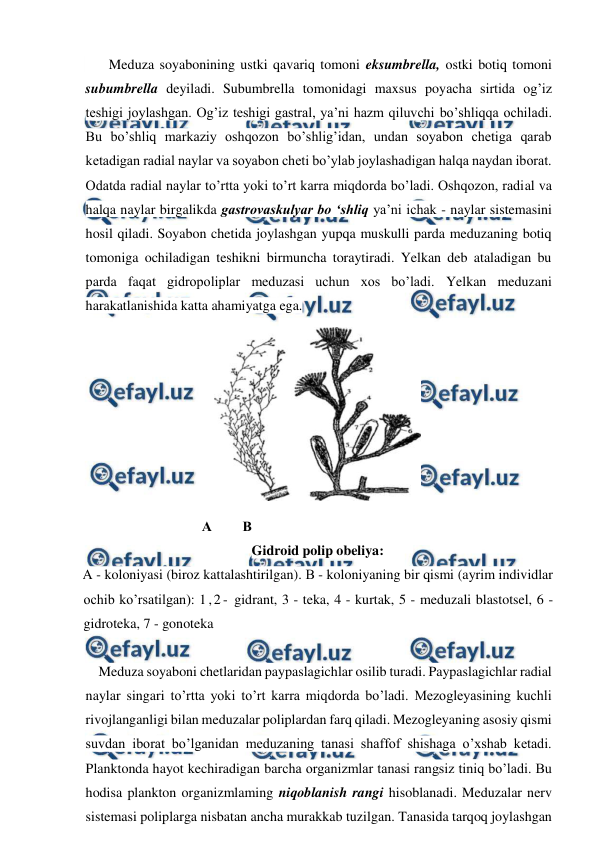  
 
       Meduza soyabonining ustki qavariq tomoni eksumbrella, ostki botiq tomoni 
subumbrella deyiladi. Subumbrella tomonidagi maxsus poyacha sirtida og’iz 
teshigi joylashgan. Og’iz teshigi gastral, ya’ni hazm qiluvchi bo’shliqqa ochiladi. 
Bu bo’shliq markaziy oshqozon bo’shlig’idan, undan soyabon chetiga qarab 
ketadigan radial naylar va soyabon cheti bo’ylab joylashadigan halqa naydan iborat. 
Odatda radial naylar to’rtta yoki to’rt karra miqdorda bo’ladi. Oshqozon, radial va 
halqa naylar birgalikda gastrovaskulyar bo ‘shliq ya’ni ichak - naylar sistemasini 
hosil qiladi. Soyabon chetida joylashgan yupqa muskulli parda meduzaning botiq 
tomoniga ochiladigan teshikni birmuncha toraytiradi. Yelkan deb ataladigan bu 
parda faqat gidropoliplar meduzasi uchun xos bo’ladi. Yelkan meduzani 
harakatlanishida katta ahamiyatga ega.  
 
    Meduza soyaboni chetlaridan paypaslagichlar osilib turadi. Paypaslagichlar radial 
naylar singari to’rtta yoki to’rt karra miqdorda bo’ladi. Mezogleyasining kuchli 
rivojlanganligi bilan meduzalar poliplardan farq qiladi. Mezogleyaning asosiy qismi 
suvdan iborat bo’lganidan meduzaning tanasi shaffof shishaga o’xshab ketadi. 
Planktonda hayot kechiradigan barcha organizmlar tanasi rangsiz tiniq bo’ladi. Bu 
hodisa plankton organizmlaming niqoblanish rangi hisoblanadi. Meduzalar nerv 
sistemasi poliplarga nisbatan ancha murakkab tuzilgan. Tanasida tarqoq joylashgan 
 
                                  А      В 
Gidroid polip obeliya:  
A - koloniyasi (biroz kattalashtirilgan). В - koloniyaning bir qismi (ayrim individlar 
ochib ko’rsatilgan): 1,2- gidrant, 3 - teka, 4 - kurtak, 5 - meduzali blastotsel, 6 - 
gidroteka, 7 - gonoteka 
