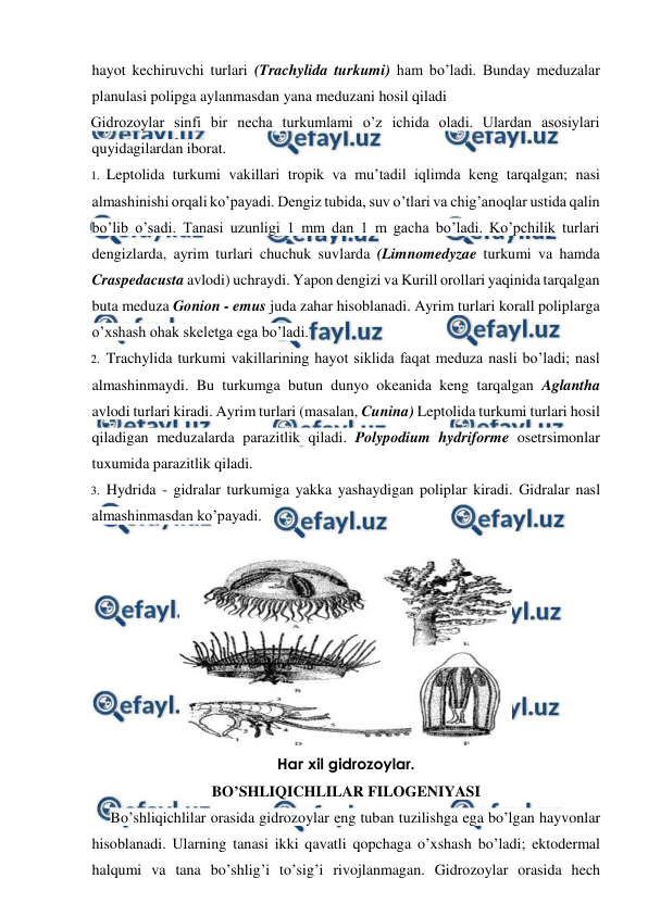  
 
hayot kechiruvchi turlari (Trachylida turkumi) ham bo’ladi. Bunday meduzalar 
planulasi polipga aylanmasdan yana meduzani hosil qiladi  
Gidrozoylar sinfi bir necha turkumlami o’z ichida oladi. Ulardan asosiylari 
quyidagilardan iborat. 
1. Leptolida turkumi vakillari tropik va mu’tadil iqlimda keng tarqalgan; nasi 
almashinishi orqali ko’payadi. Dengiz tubida, suv o’tlari va chig’anoqlar ustida qalin 
bo’lib o’sadi. Tanasi uzunligi 1 mm dan 1 m gacha bo’ladi. Ko’pchilik turlari 
dengizlarda, ayrim turlari chuchuk suvlarda (Limnomedyzae turkumi va hamda 
Craspedacusta avlodi) uchraydi. Yapon dengizi va Kurill orollari yaqinida tarqalgan 
buta meduza Gonion - emus juda zahar hisoblanadi. Ayrim turlari korall poliplarga 
o’xshash ohak skeletga ega bo’ladi. 
2. Trachylida turkumi vakillarining hayot siklida faqat meduza nasli bo’ladi; nasl 
almashinmaydi. Bu turkumga butun dunyo okeanida keng tarqalgan Aglantha 
avlodi turlari kiradi. Ayrim turlari (masalan, Cunina) Leptolida turkumi turlari hosil 
qiladigan meduzalarda parazitlik qiladi. Polypodium hydriforme osetrsimonlar 
tuxumida parazitlik qiladi. 
3. Hydrida - gidralar turkumiga yakka yashaydigan poliplar kiradi. Gidralar nasl 
almashinmasdan ko’payadi. 
 
 
Наг xil gidrozoylar. 
BO’SHLIQICHLILAR FILOGENIYASI 
Bo’shliqichlilar orasida gidrozoylar eng tuban tuzilishga ega bo’lgan hayvonlar 
hisoblanadi. Ularning tanasi ikki qavatli qopchaga o’xshash bo’ladi; ektodermal 
halqumi va tana bo’shlig’i to’sig’i rivojlanmagan. Gidrozoylar orasida hech 
