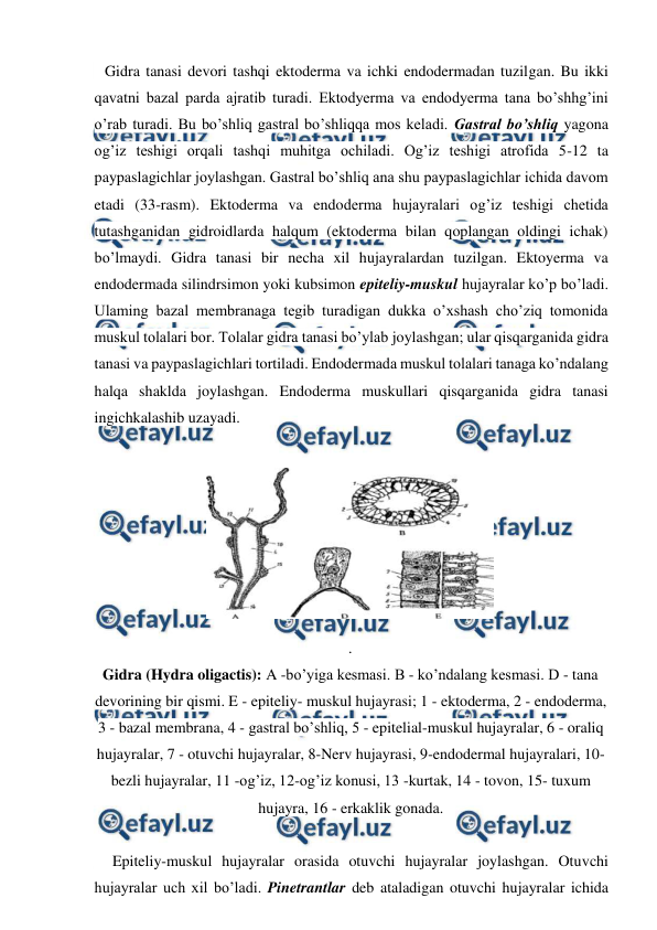  
 
   Gidra tanasi devori tashqi ektoderma va ichki endodermadan tuzilgan. Bu ikki 
qavatni bazal parda ajratib turadi. Ektodyerma va endodyerma tana bo’shhg’ini 
o’rab turadi. Bu bo’shliq gastral bo’shliqqa mos keladi. Gastral bo’shliq yagona 
og’iz teshigi orqali tashqi muhitga ochiladi. Og’iz teshigi atrofida 5-12 ta 
paypaslagichlar joylashgan. Gastral bo’shliq ana shu paypaslagichlar ichida davom 
etadi (33-rasm). Ektoderma va endoderma hujayralari og’iz teshigi chetida 
tutashganidan gidroidlarda halqum (ektoderma bilan qoplangan oldingi ichak) 
bo’lmaydi. Gidra tanasi bir necha xil hujayralardan tuzilgan. Ektoyerma va 
endodermada silindrsimon yoki kubsimon epiteliy-muskul hujayralar ko’p bo’ladi. 
Ulaming bazal membranaga tegib turadigan dukka o’xshash cho’ziq tomonida 
muskul tolalari bor. Tolalar gidra tanasi bo’ylab joylashgan; ular qisqarganida gidra 
tanasi va paypaslagichlari tortiladi. Endodermada muskul tolalari tanaga ko’ndalang 
halqa shaklda joylashgan. Endoderma muskullari qisqarganida gidra tanasi 
ingichkalashib uzayadi. 
 
 
     Epiteliy-muskul hujayralar orasida otuvchi hujayralar joylashgan. Otuvchi 
hujayralar uch xil bo’ladi. Pinetrantlar deb ataladigan otuvchi hujayralar ichida 
 
. 
Gidra (Hydra oligactis): A -bo’yiga kesmasi. В - ko’ndalang kesmasi. D - tana 
devorining bir qismi. E - epiteliy- muskul hujayrasi; 1 - ektoderma, 2 - endoderma, 
3 - bazal membrana, 4 - gastral bo’shliq, 5 - epitelial-muskul hujayralar, 6 - oraliq 
hujayralar, 7 - otuvchi hujayralar, 8-Nerv hujayrasi, 9-endodermal hujayralari, 10-
bezli hujayralar, 11 -og’iz, 12-og’iz konusi, 13 -kurtak, 14 - tovon, 15- tuxum 
hujayra, 16 - erkaklik gonada. 
