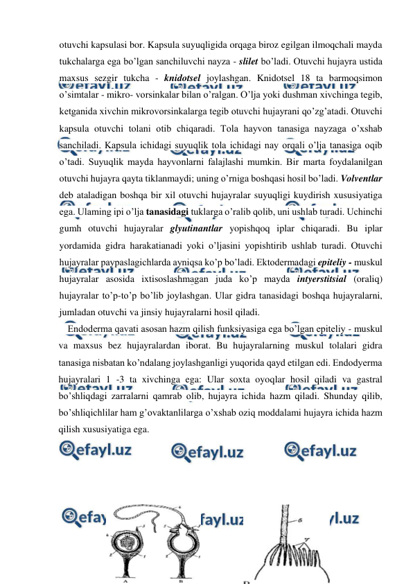  
 
otuvchi kapsulasi bor. Kapsula suyuqligida orqaga biroz egilgan ilmoqchali mayda 
tukchalarga ega bo’lgan sanchiluvchi nayza - slilet bo’ladi. Otuvchi hujayra ustida 
maxsus sezgir tukcha - knidotsel joylashgan. Knidotsel 18 ta barmoqsimon 
o’simtalar - mikro- vorsinkalar bilan o’ralgan. O’lja yoki dushman xivchinga tegib, 
ketganida xivchin mikrovorsinkalarga tegib otuvchi hujayrani qo’zg’atadi. Otuvchi 
kapsula otuvchi tolani otib chiqaradi. Tola hayvon tanasiga nayzaga o’xshab 
sanchiladi. Kapsula ichidagi suyuqlik tola ichidagi nay orqali o’lja tanasiga oqib 
o’tadi. Suyuqlik mayda hayvonlarni falajlashi mumkin. Bir marta foydalanilgan 
otuvchi hujayra qayta tiklanmaydi; uning o’rniga boshqasi hosil bo’ladi. Volventlar 
deb ataladigan boshqa bir xil otuvchi hujayralar suyuqligi kuydirish xususiyatiga 
ega. Ulaming ipi o’lja tanasidagi tuklarga o’ralib qolib, uni ushlab turadi. Uchinchi 
gumh otuvchi hujayralar glyutinantlar yopishqoq iplar chiqaradi. Bu iplar 
yordamida gidra harakatianadi yoki o’ljasini yopishtirib ushlab turadi. Otuvchi 
hujayralar paypaslagichlarda ayniqsa ko’p bo’ladi. Ektodermadagi epiteliy - muskul 
hujayralar asosida ixtisoslashmagan juda ko’p mayda intyerstitsial (oraliq) 
hujayralar to’p-to’p bo’lib joylashgan. Ular gidra tanasidagi boshqa hujayralarni, 
jumladan otuvchi va jinsiy hujayralarni hosil qiladi. 
    Endoderma qavati asosan hazm qilish funksiyasiga ega bo’lgan epiteliy - muskul 
va maxsus bez hujayralardan iborat. Bu hujayralarning muskul tolalari gidra 
tanasiga nisbatan ko’ndalang joylashganligi yuqorida qayd etilgan edi. Endodyerma 
hujayralari 1 -3 ta xivchinga ega: Ular soxta oyoqlar hosil qiladi va gastral 
bo’shliqdagi zarralarni qamrab olib, hujayra ichida hazm qiladi. Shunday qilib, 
bo’shliqichlilar ham g’ovaktanlilarga о’xshab oziq moddalami hujayra ichida hazm 
qilish xususiyatiga ega.  
 
 
              
 
 
 
 
