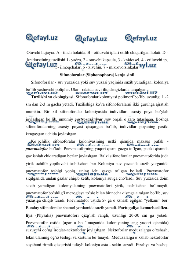  
 
 
 
 
 
Otuvchi hujayra. A - tinch holatda. В - otiluvchi iplari otilib chiqarilgan holati. D - 
knidotselning tuzilishi:1- yadro, 2 - otuvchi kapsula, 3 - knidotsel, 4 - otiluvchi ip, 
5- ilmoqchalar, 6 - xivchin, 7 - mikrovorsinkalar. 
Sifonoforalar (Siphonophora) kenja sinfi 
Sifonoforalar - suv yuzasida yoki suv yuzasi yaqinida suzib yuradigan, koloniya 
bo’lib yashovchi poliplar. Ular - odatda suvi iliq dengizlarda tarqalgan. 
Tuzilishi va ekologiyasi. Sifonoforalar koloniyasi polimorf bo’lib, uzunligi 1 -2 
sm dan 2-3 m gacha yetadi. Tuzilishiga ko’ra sifonoforalarni ikki guruhga ajratish 
mumkin. Bir xil sifonoforalar koloniyasida individlari asosiy poya bo’ylab 
joylashgan bo’lib, umumiy gastrovaskulyar nay orqali o’zaro tutashgan. Boshqa 
sifonoforalarning asosiy poyasi qisqargan bo’lib, individlar poyaning pastki 
kengaygan uchida joylashgan.  
Ko’pchilik sifonoforalar koloniyasining ustki qismida maxsus pufak - 
pnevmatofor bo’ladi. Pnevmatoforning yuqori qismi gazga to’lgan, pastki qismida 
gaz ishlab chiqaradigan bezlar joylashgan. Ba’zi sifonoforalar pnevmatoforida juda 
yirik ochilib yopiluvchi teshikchasi bor Koloniya suv yuzasida suzib yurganida 
pnevmatofor teshigi yopiq, uning ichi gazga to’lgan bo’ladi. Pnevmatofor 
siqilganida undan gazlar chiqib ketib, koloniya suvga cho’kadi. Suv yuzasida doim 
suzib yuradigan koloniyalaming pnevmatofori yirik, teshikchasi bo’lmaydi, 
pnevmatofor bo’shlig’i mezogleya to’siq bilan bir necha qismga ajralgan bo’lib, suv 
yuzasiga chiqib turadi. Pnevmatofor ustida S- ga o’xshash egilgan “yelkani” bor. 
Bunday sifonoforalar shamol yordamida suzib yuradi. Portugaliya kemachasi fiza-
liya (Physalia) pnevmatofori qizg’ish rangli, uzunligi 20-30 sm ga yetadi. 
Pnevmatofor ostida (agar u bo ‘Imaganida koloniyaning eng yuqori qismida) 
suzuvchi qo’ng’iroqlar-nektoforlar joylashgan. Nektoforlar meduzalarga о’xshash, 
lekin ulaming og’iz teshigi va xartumi bo’lmaydi. Meduzalarga o’xshab nektoforlar 
soyaboni ritmik qisqarishi tufayli koloniya asta - sekin suzadi. Fizaliya va boshqa 
