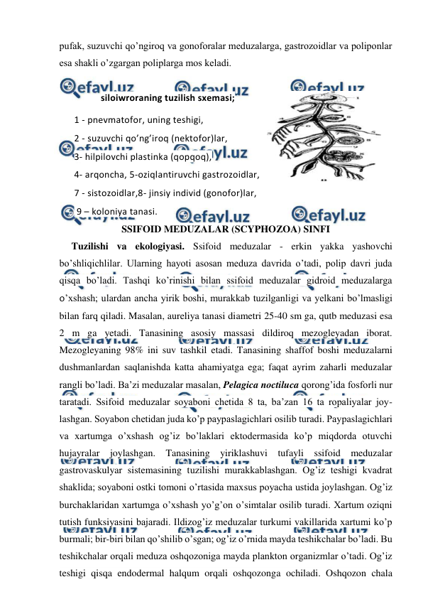  
 
pufak, suzuvchi qo’ngiroq va gonoforalar meduzalarga, gastrozoidlar va poliponlar 
esa shakli o’zgargan poliplarga mos keladi. 
  
siloiwroraning tuzilish sxemasi; 
1 - pnevmatofor, uning teshigi,  
2 - suzuvchi qo’ng’iroq (nektofor)lar,  
3- hilpilovchi plastinka (qopqoq),  
4- arqoncha, 5-oziqlantiruvchi gastrozoidlar, 
7 - sistozoidlar,8- jinsiy individ (gonofor)lar, 
 9 – koloniya tanasi. 
SSIFOID MEDUZALAR (SCYPHOZOA) SINFI 
Tuzilishi va ekologiyasi. Ssifoid meduzalar - erkin yakka yashovchi 
bo’shliqichlilar. Ularning hayoti asosan meduza davrida o’tadi, polip davri juda 
qisqa bo’ladi. Tashqi ko’rinishi bilan ssifoid meduzalar gidroid meduzalarga 
o’xshash; ulardan ancha yirik boshi, murakkab tuzilganligi va yelkani bo’lmasligi 
bilan farq qiladi. Masalan, aureliya tanasi diametri 25-40 sm ga, qutb meduzasi esa 
2 m ga yetadi. Tanasining asosiy massasi dildiroq mezogleyadan iborat. 
Mezogleyaning 98% ini suv tashkil etadi. Tanasining shaffof boshi meduzalarni 
dushmanlardan saqlanishda katta ahamiyatga ega; faqat ayrim zaharli meduzalar 
rangli bo’ladi. Ba’zi meduzalar masalan, Pelagica noctiluca qorong’ida fosforli nur 
taratadi. Ssifoid meduzalar soyaboni chetida 8 ta, ba’zan 16 ta ropaliyalar joy-
lashgan. Soyabon chetidan juda ko’p paypaslagichlari osilib turadi. Paypaslagichlari 
va xartumga o’xshash og’iz bo’laklari ektodermasida ko’p miqdorda otuvchi 
hujayralar joylashgan. Tanasining yiriklashuvi tufayli ssifoid meduzalar 
gastrovaskulyar sistemasining tuzilishi murakkablashgan. Og’iz teshigi kvadrat 
shaklida; soyaboni ostki tomoni o’rtasida maxsus poyacha ustida joylashgan. Og’iz 
burchaklaridan xartumga o’xshash yo’g’on o’simtalar osilib turadi. Xartum oziqni 
tutish funksiyasini bajaradi. Ildizog’iz meduzalar turkumi vakillarida xartumi ko’p 
burmali; bir-biri bilan qo’shilib o’sgan; og’iz o’rnida mayda teshikchalar bo’ladi. Bu 
teshikchalar orqali meduza oshqozoniga mayda plankton organizmlar o’tadi. Og’iz 
teshigi qisqa endodermal halqum orqali oshqozonga ochiladi. Oshqozon chala 
