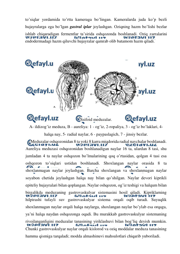  
 
to’siqlar yordamida to’rtta kameraga bo’lingan. Kameralarda juda ko’p bezli 
hujayralarga ega bo’lgan gastral iplar joylashgan. Oziqning hazm bo’lishi bezlar 
ishlab chiqaradigan fermentlar ta’sirida oshqozonda boshlanadi. Oziq zarralarini 
endodermadagi hazm qiluvchi hujayralar qamrab olib batamom hazm qiladi. 
 
 
Meduzalar oshqozonidan 8 ta yoki 8 karra miqdorida radial naychalar boshlanadi. 
Aureliya meduzasi oshqozonidan boshlanadigan naylar 16 ta, ulardan 8 tasi, shu 
jumladan 4 ta naylar oshqozon bo’lmalarining qoq o’rtasidan, qolgan 4 tasi esa 
oshqozon to’siqlari ustidan boshlanadi. Shoxlangan naylar orasida 8 ta 
shoxlanmagan naylar joylashgan. Barcha shoxlangan va shoxlanmagan naylar 
soyabon chetida joylashgan halqa nay bilan qo’shilgan. Naylar devori kiprikli 
epiteliy hujayralari bilan qoplangan. Naylar oshqozon, og’iz teshigi va halqum bilan 
birgalikda meduzaning gastrovaskulyar sistemasini hosil qiladi. Kipriklarning 
hilpirashi tufayli suv gastrovaskulyar sistema orqali oqib turadi. Suyuqlik 
shoxlanmagan naylar orqali halqa naylarga, shoxlangan naylar bo’ylab esa orqaga, 
ya’ni halqa naydan oshqozonga oqadi. Bu murakkab gastrovaskulyar sistemaning 
rivojlanganligini meduzalar tanasining yiriklashuvi bilan bog’liq deyish mumkin. 
Chunki gastrovaskulyar naylar orqali kislorod va oziq moddalar meduza tanasining 
hamma qismiga tarqaladi; modda almashinuvi mahsulotlari chiqarib yuboriladi. 
 
Ssifoid meduzalar. 
A- ildizog’iz meduza, В - aureliya: 1 - og’iz, 2-ropaliya, 3 - og’iz bo’laklari, 4-
halqa nay, 5- radial naylar, 6 - paypaslagich, 7 - jinsiy bezlar. 

