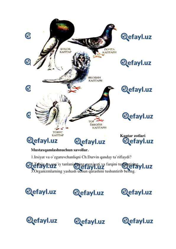  
 
Kaptar zotlari 
 
Mustaxqamlashnuchun savollar. 
1.Irsiyat va o`zgaruvchanliqni Ch.Darvin qanday ta`riflaydi? 
2.Tabiiy va sun`iy tanlanishning moxiyati va farqini tushuntiring. 
3.Organizmlarning yashash uchun qurashini tushuntirib bering. 
 
