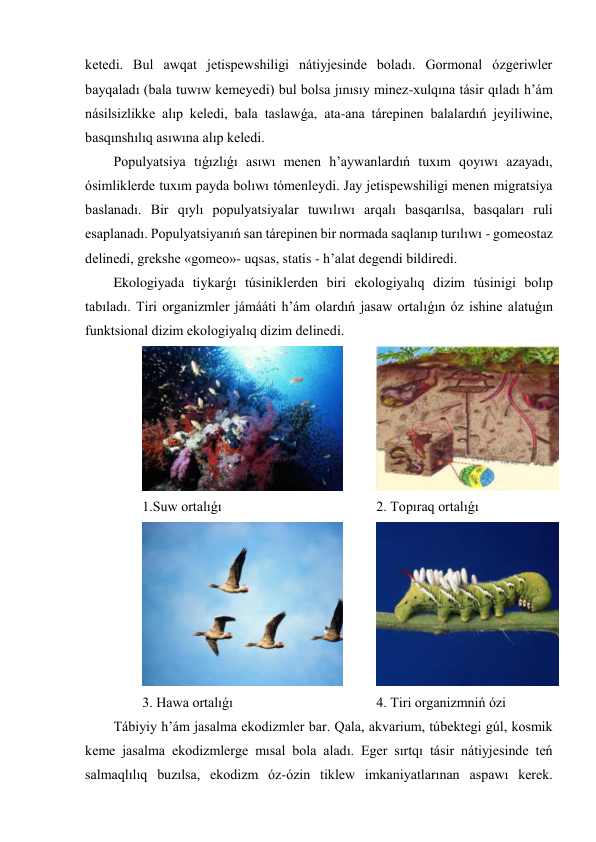 ketedi. Bul awqat jetispewshiligi nátiyjesinde boladı. Gormonal ózgeriwler 
bayqaladı (bala tuwıw kemeyedi) bul bolsa jınısıy minez-xulqına tásir qıladı h’ám 
násilsizlikke alıp keledi, bala taslawǵa, ata-ana tárepinen balalardıń jeyiliwine, 
basqınshılıq asıwına alıp keledi. 
Populyatsiya tıǵızlıǵı asıwı menen h’aywanlardıń tuxım qoyıwı azayadı, 
ósimliklerde tuxım payda bolıwı tómenleydi. Jay jetispewshiligi menen migratsiya 
baslanadı. Bir qıylı populyatsiyalar tuwılıwı arqalı basqarılsa, basqaları ruli 
esaplanadı. Populyatsiyanıń san tárepinen bir normada saqlanıp turılıwı - gomeostaz 
delinedi, grekshe «gomeo»- uqsas, statis - h’alat degendi bildiredi. 
Ekologiyada tiykarǵı túsiniklerden biri ekologiyalıq dizim túsinigi bolıp 
tabıladı. Tiri organizmler jámááti h’ám olardıń jasaw ortalıǵın óz ishine alatuǵın 
funktsional dizim ekologiyalıq dizim delinedi. 
 
1.Suw ortalıǵı 
 
2. Topıraq ortalıǵı 
 
3. Hawa ortalıǵı  
 
4. Tiri organizmniń ózi 
Tábiyiy h’ám jasalma ekodizmler bar. Qala, akvarium, túbektegi gúl, kosmik 
keme jasalma ekodizmlerge mısal bola aladı. Eger sırtqı tásir nátiyjesinde teń 
salmaqlılıq buzılsa, ekodizm óz-ózin tiklew imkaniyatlarınan aspawı kerek. 
