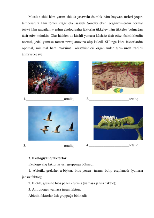  Mısalı : shól hám yarım shólda jasawshı ósimlik hám haywan túrleri joqarı 
temperatura hám tómen ızǵarlıqta jasaydı. Sonday eken, organizmlerdiń normal 
ósiwi hám rawajlanıw ushın ekologiyalıq faktorlar tikkeley hám tikkeley bolmaǵan 
tásir etiw múmkin. Olar hádden tıs kúshli yamasa kúshsiz tásir etiwi ósimliklerdiń 
normal, jedel yamasa tómen rawajlanıwına alıp keledi. SHunga kóre faktorlardıń 
optimal, minimal hám maksimal kórsetkishleri organizmler turmısında zárúrli 
áhmiyetke iye. 
 
1._____________________ortaliq 
 
2.______________________ortaliq 
 
3._____________________ortaliq 
 
4.______________________ortaliq 
 
 3. Ekologiyalıq faktorlar  
 Ekologiyalıq faktorlar úsh gruppaǵa bólinedi: 
 1. Abiotik, grekshe, a-biykar, bios penen- turmıs bolıp esaplanadı (yamasa 
jansız faktor); 
 2. Biotik, grekshe bios penen- turmıs (yamasa jansız faktor); 
 3. Antropogen yamasa insan faktorı. 
 Abiotik faktorlar úsh gruppaǵa bólinedi: 
