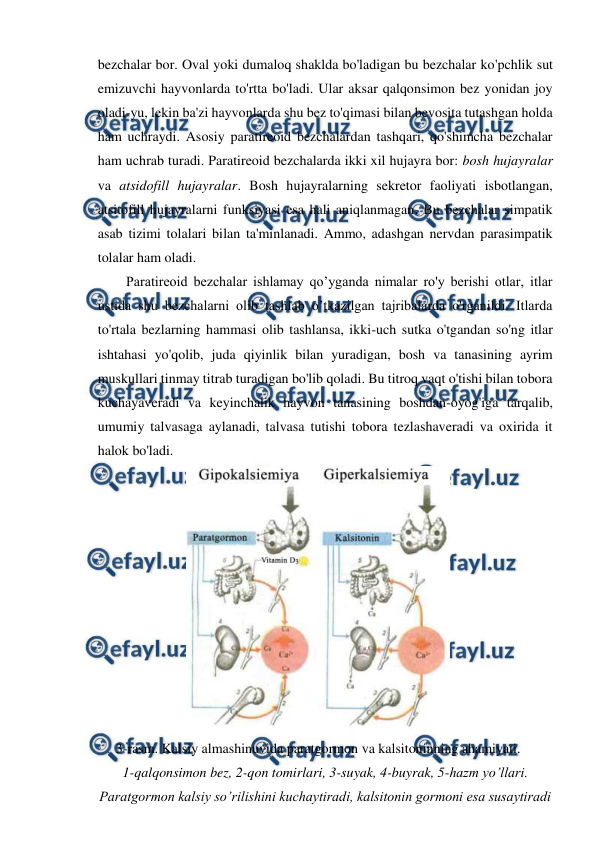  
 
bezchalar bor. Oval yoki dumaloq shaklda bo'ladigan bu bezchalar ko'pchlik sut 
emizuvchi hayvonlarda to'rtta bo'ladi. Ular aksar qalqonsimon bez yonidan joy 
oladi-yu, lekin ba'zi hayvonlarda shu bez to'qimasi bilan bevosita tutashgan holda 
ham uchraydi. Asosiy paratireoid bezchalardan tashqari, qo'shimcha bezchalar 
ham uchrab turadi. Paratireoid bezchalarda ikki xil hujayra bor: bosh hujayralar 
va atsidofill hujayralar. Bosh hujayralarning sekretor faoliyati isbotlangan, 
atsitofill hujayralarni funksiyasi esa hali aniqlanmagan. Bu bezchalar simpatik 
asab tizimi tolalari bilan ta'minlanadi. Ammo, adashgan nervdan parasimpatik 
tolalar ham oladi.  
Paratireoid bezchalar ishlamay qo’yganda nimalar ro'y berishi otlar, itlar 
ustida shu bezchalarni olib tashlab o’tkazilgan tajribalarda o'rganildi. Itlarda 
to'rtala bezlarning hammasi olib tashlansa, ikki-uch sutka o'tgandan so'ng itlar 
ishtahasi yo'qolib, juda qiyinlik bilan yuradigan, bosh va tanasining ayrim 
muskullari tinmay titrab turadigan bo'lib qoladi. Bu titroq vaqt o'tishi bilan tobora 
kuchayaveradi va keyinchalik hayvon tanasining boshdan-oyog'iga tarqalib, 
umumiy talvasaga aylanadi, talvasa tutishi tobora tezlashaveradi va oxirida it 
halok bo'ladi. 
 
3-rasm. Kalsiy almashinuvida paratgormon va kalsitoninning ahamiyati. 
1-qalqonsimon bez, 2-qon tomirlari, 3-suyak, 4-buyrak, 5-hazm yo’llari. 
Paratgormon kalsiy so’rilishini kuchaytiradi, kalsitonin gormoni esa susaytiradi 
