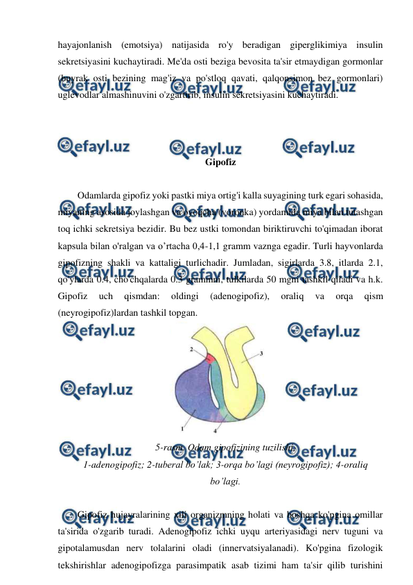  
 
hayajonlanish (emotsiya) natijasida ro'y beradigan giperglikimiya insulin 
sekretsiyasini kuchaytiradi. Me'da osti beziga bevosita ta'sir etmaydigan gormonlar 
(buyrak osti bezining mag'iz va po'stloq qavati, qalqonsimon bez gormonlari) 
uglevodlar almashinuvini o'zgartirib, insulin sekretsiyasini kuchaytiradi. 
 
 
 
Gipofiz 
 
Odamlarda gipofiz yoki pastki miya ortig'i kalla suyagining turk egari sohasida, 
miyaning asosida joylashgan va oyoqcha (voronka) yordamida miya bilan tutashgan 
toq ichki sekretsiya bezidir. Bu bez ustki tomondan biriktiruvchi to'qimadan iborat 
kapsula bilan o'ralgan va o’rtacha 0,4-1,1 gramm vaznga egadir. Turli hayvonlarda 
gipofizning shakli va kattaligi turlichadir. Jumladan, sigirlarda 3.8, itlarda 2.1, 
qo'ylarda 0.4, cho'chqalarda 0.3 grammni, tulkilarda 50 mgni tashkil qiladi va h.k. 
Gipofiz 
uch 
qismdan: 
oldingi 
(adenogipofiz), 
oraliq 
va 
orqa 
qism 
(neyrogipofiz)lardan tashkil topgan.  
 
5-rasm. Odam gipofizining tuzilishi. 
1-adenogipofiz; 2-tuberal bo’lak; 3-orqa bo’lagi (neyrogipofiz); 4-oraliq 
bo’lagi. 
 
Gipofiz hujayralarining xili organizmning holati va boshqa ko'pgina omillar 
ta'sirida o'zgarib turadi. Adenogipofiz ichki uyqu arteriyasidagi nerv tuguni va 
gipotalamusdan nerv tolalarini oladi (innervatsiyalanadi). Ko'pgina fizologik 
tekshirishlar adenogipofizga parasimpatik asab tizimi ham ta'sir qilib turishini 
