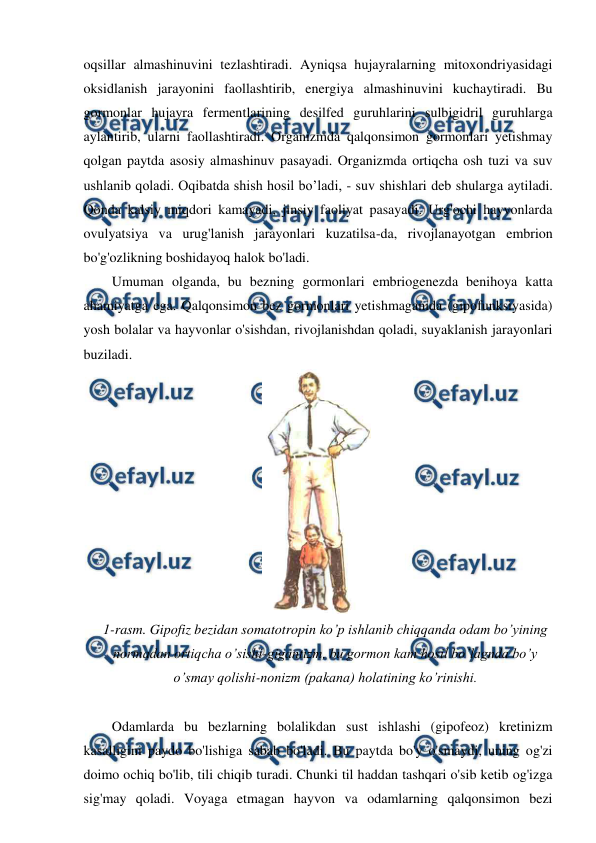  
 
oqsillar almashinuvini tezlashtiradi. Ayniqsa hujayralarning mitoxondriyasidagi 
oksidlanish jarayonini faollashtirib, energiya almashinuvini kuchaytiradi. Bu 
gormonlar hujayra fermentlarining desilfed guruhlarini sulbigidril guruhlarga 
aylantirib, ularni faollashtiradi. Organizmda qalqonsimon gormonlari yetishmay 
qolgan paytda asosiy almashinuv pasayadi. Organizmda ortiqcha osh tuzi va suv 
ushlanib qoladi. Oqibatda shish hosil bo’ladi, - suv shishlari deb shularga aytiladi. 
Qonda kalsiy miqdori kamayadi, jinsiy faoliyat pasayadi. Urg'ochi hayvonlarda 
ovulyatsiya va urug'lanish jarayonlari kuzatilsa-da, rivojlanayotgan embrion 
bo'g'ozlikning boshidayoq halok bo'ladi. 
Umuman olganda, bu bezning gormonlari embriogenezda benihoya katta 
ahamiyatga ega. Qalqonsimon bez gormonlari yetishmaganida (gipofunksiyasida) 
yosh bolalar va hayvonlar o'sishdan, rivojlanishdan qoladi, suyaklanish jarayonlari 
buziladi. 
 
1-rasm. Gipofiz bezidan somatotropin ko’p ishlanib chiqqanda odam bo’yining 
normadan ortiqcha o’sishi-gigantizm, bu gormon kam hosil bo’lagnda bo’y 
o’smay qolishi-nonizm (pakana) holatining ko’rinishi. 
 
Odamlarda bu bezlarning bolalikdan sust ishlashi (gipofeoz) kretinizm 
kasalligini paydo bo'lishiga sabab bo'ladi. Bu paytda bo'y o'smaydi, uning og'zi 
doimo ochiq bo'lib, tili chiqib turadi. Chunki til haddan tashqari o'sib ketib og'izga 
sig'may qoladi. Voyaga etmagan hayvon va odamlarning qalqonsimon bezi 
