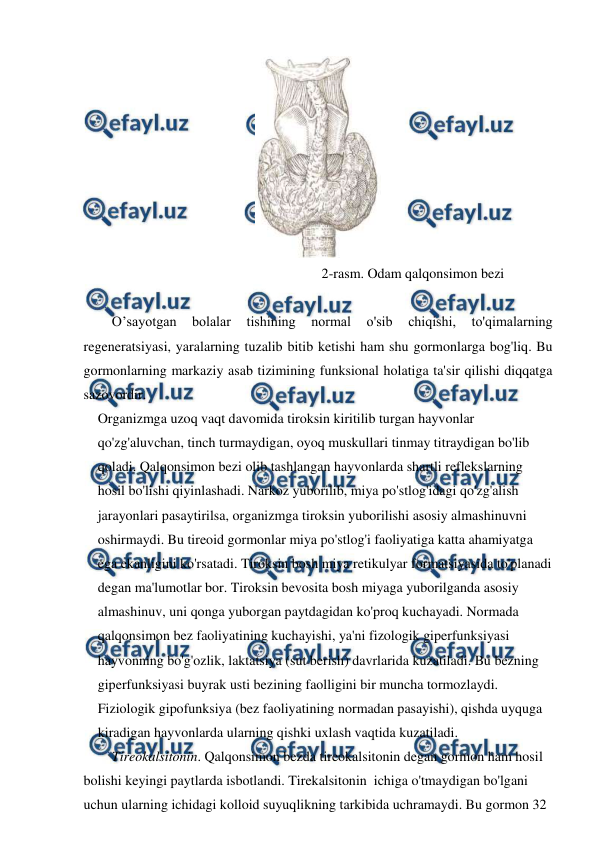  
 
 
                                                                    2-rasm. Odam qalqonsimon bezi 
 
O’sayotgan 
bolalar 
tishining 
normal 
o'sib 
chiqishi, 
to'qimalarning 
regeneratsiyasi, yaralarning tuzalib bitib ketishi ham shu gormonlarga bog'liq. Bu 
gormonlarning markaziy asab tizimining funksional holatiga ta'sir qilishi diqqatga 
sazovordir. 
Organizmga uzoq vaqt davomida tiroksin kiritilib turgan hayvonlar 
qo'zg'aluvchan, tinch turmaydigan, oyoq muskullari tinmay titraydigan bo'lib 
qoladi. Qalqonsimon bezi olib tashlangan hayvonlarda shartli reflekslarning 
hosil bo'lishi qiyinlashadi. Narkoz yuborilib, miya po'stlog'idagi qo'zg'alish 
jarayonlari pasaytirilsa, organizmga tiroksin yuborilishi asosiy almashinuvni 
oshirmaydi. Bu tireoid gormonlar miya po'stlog'i faoliyatiga katta ahamiyatga 
ega ekanligini ko'rsatadi. Tiroksin bosh miya retikulyar formatsiyasida to'planadi 
degan ma'lumotlar bor. Tiroksin bevosita bosh miyaga yuborilganda asosiy 
almashinuv, uni qonga yuborgan paytdagidan ko'proq kuchayadi. Normada 
qalqonsimon bez faoliyatining kuchayishi, ya'ni fizologik giperfunksiyasi 
hayvonning bo'g'ozlik, laktatsiya (sut berish) davrlarida kuzatiladi. Bu bezning 
giperfunksiyasi buyrak usti bezining faolligini bir muncha tormozlaydi. 
Fiziologik gipofunksiya (bez faoliyatining normadan pasayishi), qishda uyquga 
kiradigan hayvonlarda ularning qishki uxlash vaqtida kuzatiladi. 
Tireokalsitonin. Qalqonsimon bezda tireokalsitonin degan gormon ham hosil 
bolishi keyingi paytlarda isbotlandi. Tirekalsitonin  ichiga o'tmaydigan bo'lgani 
uchun ularning ichidagi kolloid suyuqlikning tarkibida uchramaydi. Bu gormon 32 
