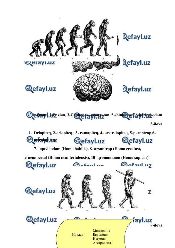  
 
 
1. Qoata, 2-Pavian, 3-Gebbon, 4- orangutan, 5-shimpanze, 6-hozirgi odam 
8-ilova  
1. Driopiteq, 2-oriopiteq,  3- ramapiteq, 4- avstralopiteq, 5-parantrop,6- 
astrolopiteq  
7- uquvli odam (Homo habilis), 8- arxantrop (Homo erectus), 
9-neanbertal (Homo neantertalensis), 10- qromanьnon (Homo sapiens) 
9-ilova 
 
 
 
 
 
 
 
Монголоид  
Ирқлар  
Европоид  
 
 
Негроид  
 
 
Австролоид  
