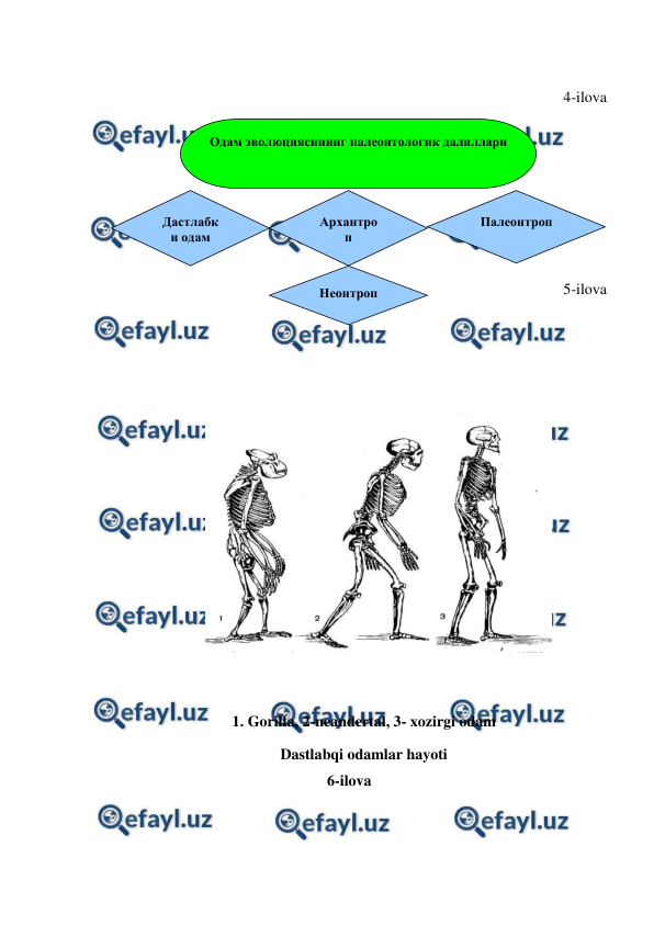  
 
 
4-ilova 
 
 
 
 
 
5-ilova 
 
 
 
 
1. Gorilla, 2-neandertal, 3- xozirgi odam 
Dastlabqi odamlar hayoti                                                      
6-ilova 
 
Одам эволюциясининг палеонтологик далиллари 
Дастлабк
и одам 
Архантро
п 
Неонтроп 
Палеонтроп 
