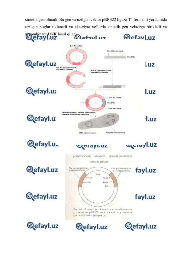  
 
sintetik gen olinadi. Bu gen va uzilgan vektor pBR322 ligaza T4 fermenti yordamida 
uzilgan boglar tiklanadi va akasriyat xollarda sintetik gen vektorga birikladi va 
rekombinant DNK hosil qiladi. 
 
 
 
 
 

