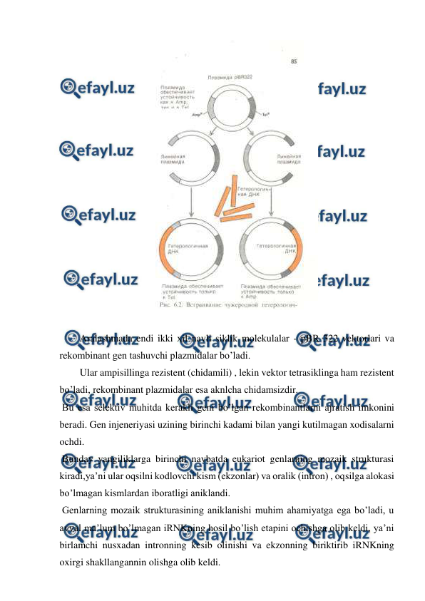  
 
 
 
Aralashmada endi ikki xil navli siklik molekulalar - pBR 322 vektorlari va 
rekombinant gen tashuvchi plazmidalar bo’ladi. 
Ular ampisillinga rezistent (chidamili) , lekin vektor tetrasiklinga ham rezistent 
bo’ladi, rekombinant plazmidalar esa aknlcha chidamsizdir. 
 Bu esa selektiv muhitda kerakli geni bo’lgan rekombinantlarni ajratish imkonini 
beradi. Gen injeneriyasi uzining birinchi kadami bilan yangi kutilmagan xodisalarni 
ochdi. 
 Bunday yangiliklarga birinchi navbatda eukariot genlarning mozaik strukturasi 
kiradi,ya’ni ular oqsilni kodlovchi kism (ekzonlar) va oralik (intron) , oqsilga alokasi 
bo’lmagan kismlardan iboratligi aniklandi. 
 Genlarning mozaik strukturasining aniklanishi muhim ahamiyatga ega bo’ladi, u 
avval ma’lum bo’lmagan iRNKning hosil bo’lish etapini ochishga olib keldi, ya’ni 
birlamchi nusxadan intronning kesib olinishi va ekzonning biriktirib iRNKning 
oxirgi shakllangannin olishga olib keldi. 
