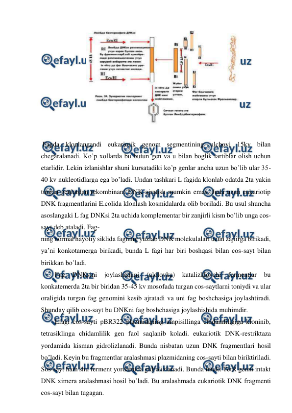  
 
 
 
 Fagda klonlangandi eukariotik genom segmentining ulchovi 15kv bilan 
chegaralanadi. Ko’p xollarda bu butun gen va u bilan boglik tartiblar olish uchun 
etarlidir. Lekin izlanishlar shuni kursatadiki ko’p genlar ancha uzun bo’lib ular 35-
40 kv nukleotidlarga ega bo’ladi. Undan tashkari L fagida klonlab odatda 2ta yakin 
turgan genlardan rekombinant DNK ajratish mumkin emas. Juda uzun eukariotip 
DNK fragmentlarini E.colida klonlash kosmidalarda olib boriladi. Bu usul shuncha 
asoslangaki L fag DNKsi 2ta uchida komplementar bir zanjirli kism bo’lib unga cos-
sayt deb ataladi. Fag- 
ning normal hayotiy siklida fagning yuzlab DNK molekulalari uzun zajiirga birikadi, 
ya’ni konkotamerga birikadi, bunda L fagi har biri boshqasi bilan cos-sayt bilan 
birikkan bo’ladi. 
Fag DNKsini joylashishini (ulolovka) katalizklovchi fermentlar bu 
konkatemerda 2ta bir biridan 35-45 kv mosofada turgan cos-saytlarni toniydi va ular 
oraligida turgan fag genomini kesib ajratadi va uni fag boshchasiga joylashtiradi. 
Shunday qilib cos-sayt bu DNKni fag boshchasiga joylashishida muhimdir. 
Lfagi cos-sayti pBR322 plazmidaning ampisillinga chidamliligiga kloninib, 
tetrasiklinga chidamlilik gen faol saqlanib koladi. eukariotik DNK-restriktaza 
yordamida kisman gidrolizlanadi. Bunda nisbatan uzun DNK fragmentlari hosil 
bo’ladi. Keyin bu fragmentlar aralashmasi plazmidaning cos-sayti bilan biriktiriladi. 
Sos-sayt ham shu ferment yordamida gidrolizlanadi. Bunda intakt TetR genni intakt 
DNK ximera aralashmasi hosil bo’ladi. Bu aralashmada eukariotik DNK fragmenti 
cos-sayt bilan tugagan. 
