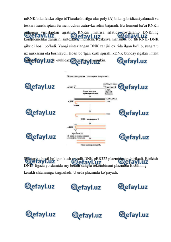  
 
mRNK bilan kiska oligo (dT)aralashtirilga ular poly (A) bilan gibridizasiyalanadi va 
teskari transkriptaza ferment uchun zatravka rolini bajaradi. Bu ferment ba’zi RNKli 
onkogen viruslardan ajratilib RNKni matrisa sifatida foydalanib DNKning 
komplementar zanjirini sintezlashi mumkin. Reaksiya mahsuloti bo’lib RNK- DNK 
gibridi hosil bo’ladi. Yangi sintezlangan DNK zanjiri oxirida ilgan bo’lib, sungra u 
uz nusxasini ola boshlaydi. Hosil bo’lgan kush spiralli kDNK bunday ilgakni intakt 
xolda bo’lib, uni S1-nukleaza parchalashi mumkin. 
 
 
 
Shu tarika hosil bo’lgan kush spiralli DNK pBR322 plazmidasiga birikadi. Birikish 
DNK -ligaza yordamida ruy beradi sungra rekombinant plazmida E.colining 
kerakli shtammiga kirgiziladi. U erda plazmida ko’payadi.  
 
