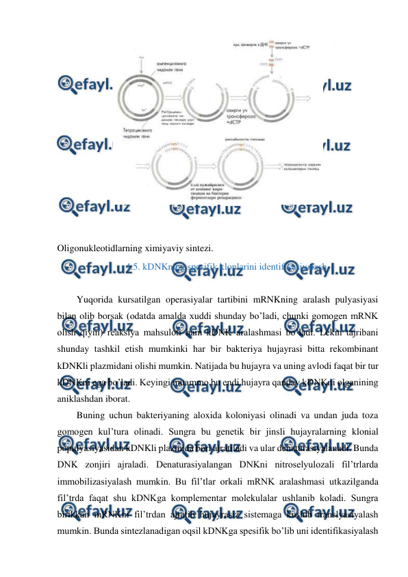  
 
 
 
 
Oligonukleotidlarning ximiyaviy sintezi. 
4.5. kDNKning spesifik klonlarini identifikasiyalash. 
 
Yuqorida kursatilgan operasiyalar tartibini mRNKning aralash pulyasiyasi 
bilan olib borsak (odatda amalda xuddi shunday bo’ladi, chunki gomogen mRNK 
olish qiyin) reaksiya mahsuloti ham kDNK aralashmasi bo’ladi. Lekin tajribani 
shunday tashkil etish mumkinki har bir bakteriya hujayrasi bitta rekombinant 
kDNKli plazmidani olishi mumkin. Natijada bu hujayra va uning avlodi faqat bir tur 
kDNKni ega bo’ladi. Keyingi muammo bu endi hujayra qanday kDNKni olganining 
aniklashdan iborat. 
Buning uchun bakteriyaning aloxida koloniyasi olinadi va undan juda toza 
gomogen kul’tura olinadi. Sungra bu genetik bir jinsli hujayralarning klonial 
populyasiyasidan kDNKli plazmida bori ajratiladi va ular denaturasiyalanadi. Bunda 
DNK zonjiri ajraladi. Denaturasiyalangan DNKni nitroselyulozali fil’trlarda 
immobilizasiyalash mumkin. Bu fil’tlar orkali mRNK aralashmasi utkazilganda 
fil’trda faqat shu kDNKga komplementar molekulalar ushlanib koladi. Sungra 
birikkan mRNKni fil’trdan ajratib hujayrasiz sistemaga kushib translyasiyalash 
mumkin. Bunda sintezlanadigan oqsil kDNKga spesifik bo’lib uni identifikasiyalash 
