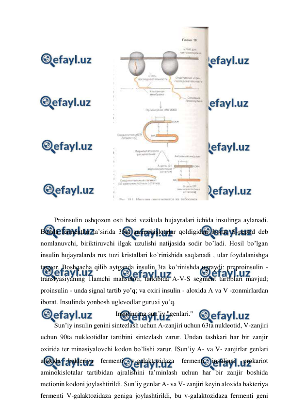  
 
 
 
Proinsulin oshqozon osti bezi vezikula hujayralari ichida insulinga aylanadi. 
Bunda fermentlar ta’sirida 35ta aminokislotalar qoldigidan iborat. S-peptid deb 
nomlanuvchi, biriktiruvchi ilgak uzulishi natijasida sodir bo’ladi. Hosil bo’lgan 
insulin hujayralarda rux tuzi kristallari ko’rinishida saqlanadi , ular foydalanishga 
tayyor. Boshqacha qilib aytganda insulin 3ta ko’rinishda ugraydi: preproinsulin - 
translyasiyaning 1lamchi mahsuloti, tarkibida A-V-S segment tartiblari mavjud; 
proinsulin - unda signal tartib yo’q; va oxiri insulin - aloxida A va V -zonmirlardan 
iborat. Insulinda yonbosh uglevodlar guruxi yo’q. 
Insulinning sun’iy "genlari." 
Sun’iy insulin genini sintezlash uchun A-zanjiri uchun 63ta nukleotid, V-zanjiri 
uchun 90ta nukleotidlar tartibini sintezlash zarur. Undan tashkari har bir zanjir 
oxirida ter minasiyalovchi kodon bo’lishi zarur. ISun’iy A- va V- zanjirlar genlari 
aloxida 
bakteriya 
fermenti 
v-galaktozidaza 
fermenti 
insulinni 
prokariot 
aminokislotalar tartibidan ajralishini ta’minlash uchun har bir zanjir boshida 
metionin kodoni joylashtirildi. Sun’iy genlar A- va V- zanjiri keyin aloxida bakteriya 
fermenti V-galaktozidaza geniga joylashtirildi, bu v-galaktozidaza fermenti geni 
