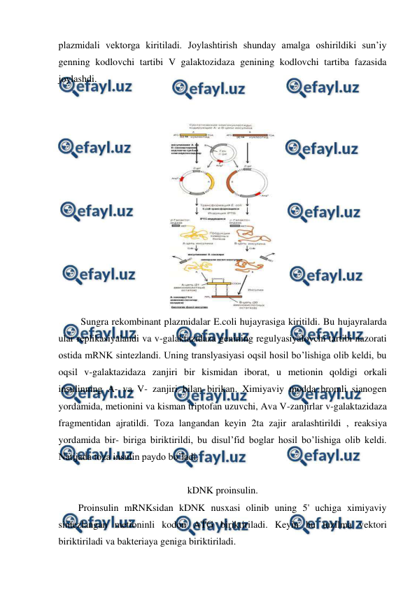  
 
plazmidali vektorga kiritiladi. Joylashtirish shunday amalga oshirildiki sun’iy 
genning kodlovchi tartibi V galaktozidaza genining kodlovchi tartiba fazasida 
joylashdi.  
 
 
 
 Sungra rekombinant plazmidalar E.coli hujayrasiga kiritildi. Bu hujayralarda 
ular replikasiyalandi va v-galaktazidaza genining regulyasiyalovchi tartibi nazorati 
ostida mRNK sintezlandi. Uning translyasiyasi oqsil hosil bo’lishiga olib keldi, bu 
oqsil v-galaktazidaza zanjiri bir kismidan iborat, u metionin qoldigi orkali 
insulinning A- va V- zanjiri bilan birikan. Ximiyaviy modda bromli sianogen 
yordamida, metionini va kisman triptofan uzuvchi, Ava V-zanjirlar v-galaktazidaza 
fragmentidan ajratildi. Toza langandan keyin 2ta zajir aralashtirildi , reaksiya 
yordamida bir- biriga biriktirildi, bu disul’fid boglar hosil bo’lishiga olib keldi. 
Natijada toza insulin paydo bo’ladi. 
 
kDNK proinsulin. 
Proinsulin mRNKsidan kDNK nusxasi olinib uning 5' uchiga ximiyaviy 
sintezlangan metioninli kodon ATG biriktiriladi. Keyin bu tuzilma vektori 
biriktiriladi va bakteriaya geniga biriktiriladi. 
 
