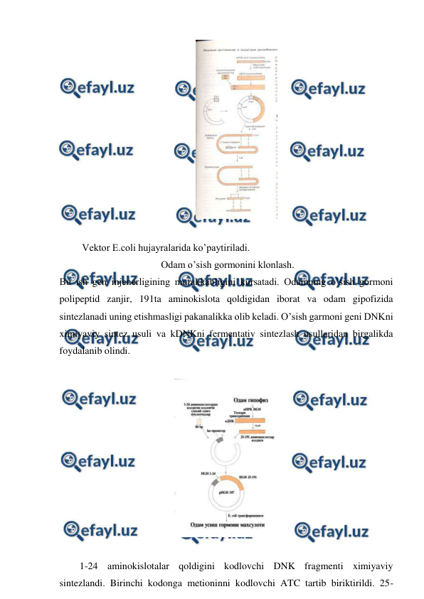  
 
 
 
 Vektor E.coli hujayralarida ko’paytiriladi. 
 Odam o’sish gormonini klonlash. 
Bu ish gen injenerligining murakkabligini kursatadi. Odamning o’sish gormoni 
polipeptid zanjir, 191ta aminokislota qoldigidan iborat va odam gipofizida 
sintezlanadi uning etishmasligi pakanalikka olib keladi. O’sish garmoni geni DNKni 
ximiyaviy sintez usuli va kDNKni fermentativ sintezlash usullaridan birgalikda 
foydalanib olindi. 
 
 
 
1-24 aminokislotalar qoldigini kodlovchi DNK fragmenti ximiyaviy 
sintezlandi. Birinchi kodonga metioninni kodlovchi ATC tartib biriktirildi. 25-
