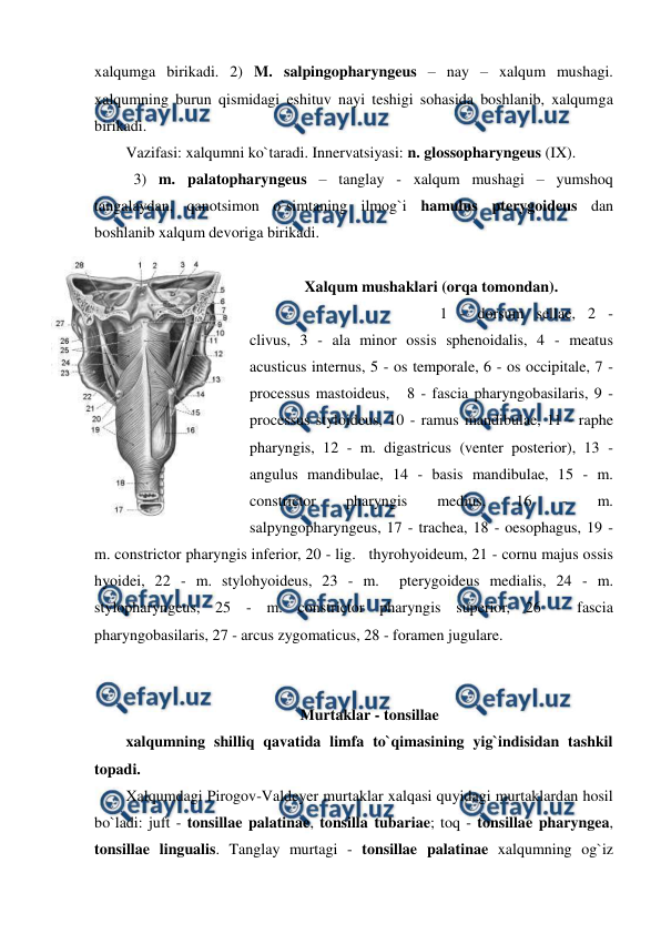  
 
xalqumga birikadi. 2) M. salpingopharyngeus – nay – xalqum mushagi. 
xalqumning burun qismidagi eshituv nayi teshigi sohasida boshlanib, xalqumga 
birikadi.  
Vazifasi: xalqumni ko`taradi. Innervatsiyasi: n. glossopharyngeus (IX).     
  3) m. palatopharyngeus – tanglay - xalqum mushagi – yumshoq 
tangalaydan, qanotsimon o`simtaning ilmog`i hamulus pterygoideus dan 
boshlanib xalqum devoriga birikadi.      
 
Xalqum mushaklari (orqa tomondan). 
                                                 1 - dorsum sellae, 2 - 
clivus, 3 - ala minor ossis sphenoidalis, 4 - meatus 
acusticus internus, 5 - os temporale, 6 - os occipitale, 7 - 
processus mastoideus,   8 - fascia pharyngobasilaris, 9 -  
processus styloideus, 10 - ramus mandibulae, 11 - raphe 
pharyngis, 12 - m. digastricus (venter posterior), 13 - 
angulus mandibulae, 14 - basis mandibulae, 15 - m. 
constrictor 
pharyngis 
medius, 
16 
- 
m. 
salpyngopharyngeus, 17 - trachea, 18 - oesophagus, 19 - 
m. constrictor pharyngis inferior, 20 - lig.   thyrohyoideum, 21 - cornu majus ossis 
hyoidei, 22 - m. stylohyoideus, 23 - m.  pterygoideus medialis, 24 - m.   
stylopharyngeus, 25 - m. constrictor pharyngis superior, 26 - fascia 
pharyngobasilaris, 27 - arcus zygomaticus, 28 - foramen jugulare.  
     
 
Murtaklar - tonsillae 
xalqumning shilliq qavatida limfa to`qimasining yig`indisidan tashkil 
topadi.  
Xalqumdagi Pirogov-Valdeyer murtaklar xalqasi quyidagi murtaklardan hosil 
bo`ladi: juft - tonsillae palatinae, tonsilla tubariae; toq - tonsillae pharyngea,  
tonsillae lingualis. Tanglay murtagi - tonsillae palatinae xalqumning og`iz 
