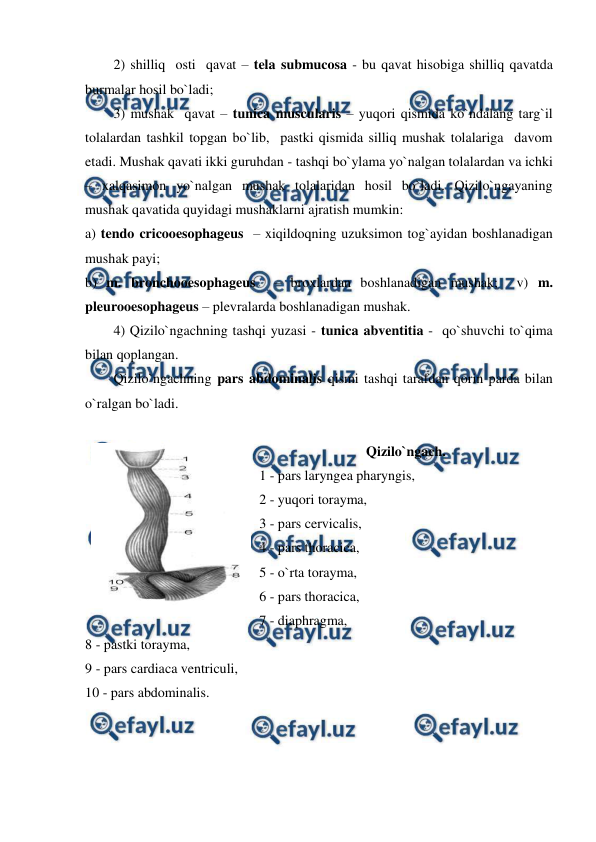  
 
2) shilliq  osti  qavat – tela submucosa - bu qavat hisobiga shilliq qavatda 
burmalar hosil bo`ladi;   
3) mushak  qavat – tunica muscularis – yuqori qismida ko`ndalang targ`il 
tolalardan tashkil topgan bo`lib,  pastki qismida silliq mushak tolalariga  davom 
etadi. Mushak qavati ikki guruhdan - tashqi bo`ylama yo`nalgan tolalardan va ichki 
– xalqasimon yo`nalgan mushak tolalaridan hosil bo`ladi. Qizilo`ngayaning 
mushak qavatida quyidagi mushaklarni ajratish mumkin:  
a) tendo cricooesophageus  – xiqildoqning uzuksimon tog`ayidan boshlanadigan 
mushak payi;  
b) m. bronchooesophageus  – broxlardan boshlanadigan mushak;  v) m. 
pleurooesophageus – plevralarda boshlanadigan mushak. 
4) Qizilo`ngachning tashqi yuzasi - tunica abventitia -  qo`shuvchi to`qima 
bilan qoplangan.  
Qizilo`ngachning pars abdominalis qismi tashqi tarafdan qorin parda bilan 
o`ralgan bo`ladi.  
 
Qizilo`ngach. 
1 - pars laryngea pharyngis, 
2 - yuqori torayma, 
3 - pars cervicalis, 
4 - pars thoracica, 
5 - o`rta torayma, 
6 - pars thoracica, 
7 - diaphragma, 
8 - pastki torayma, 
9 - pars cardiaca ventriculi, 
10 - pars abdominalis. 
 
 
 
