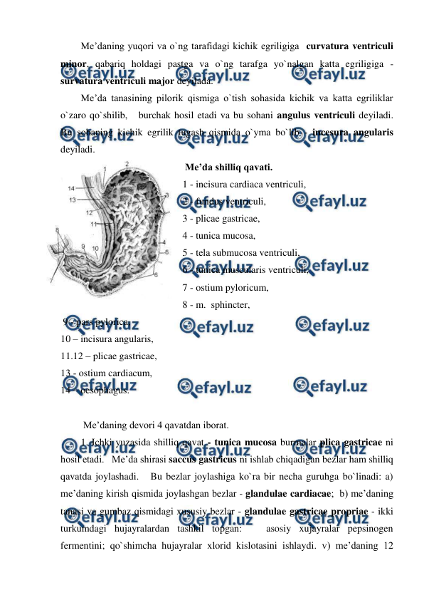  
 
Me’daning yuqori va o`ng tarafidagi kichik egriligiga  curvatura ventriculi  
minor, qabariq holdagi pastga va o`ng tarafga yo`nalgan katta egriligiga - 
survatura ventriculi major deyilada.  
Me’da tanasining pilorik qismiga o`tish sohasida kichik va katta egriliklar 
o`zaro qo`shilib,   burchak hosil etadi va bu sohani angulus ventriculi deyiladi.  
Bu sohaning kichik egrilik tugash qismida o`yma bo`lib - incesura angularis 
deyiladi.  
  Me’da shilliq qavati. 
 1 - incisura cardiaca ventriculi,  
 2 - fundus ventriculi,  
 3 - plicae gastricae,   
 4 - tunica mucosa,    
 5 - tela submucosa ventriculi, 
 6 - tunica muscularis ventriculi,  
 7 - ostium pyloricum,  
 8 - m.  sphincter, 
 9 - pars pylorica, 
10 – incisura angularis, 
11.12 – plicae gastricae,  
13 - ostium cardiacum, 
14 – oesophagus. 
 
 Me’daning devori 4 qavatdan iborat.  
1. Ichki yuzasida shilliq qavat - tunica mucosa burmalar plica gastricae ni 
hosil etadi.   Me’da shirasi saccus gastricus ni ishlab chiqadigan bezlar ham shilliq 
qavatda joylashadi.   Bu bezlar joylashiga ko`ra bir necha guruhga bo`linadi: a) 
me’daning kirish qismida joylashgan bezlar - glandulae cardiacae;  b) me’daning 
tanasi va gumbaz qismidagi xususiy bezlar - glandulae gastricae propriae - ikki 
turkumdagi hujayralardan tashkil topgan:   asosiy xujayralar pepsinogen 
fermentini; qo`shimcha hujayralar xlorid kislotasini ishlaydi. v) me’daning 12 
 
