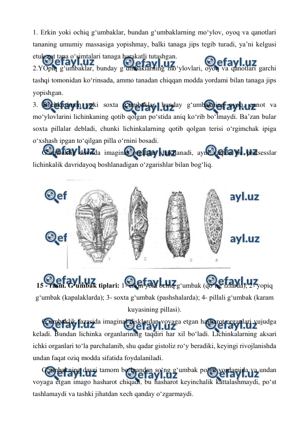  
 
1. Erkin yoki ochiq g‘umbaklar, bundan g‘umbaklarning mo‘ylov, oyoq va qanotlari 
tananing umumiy massasiga yopishmay, balki tanaga jips tegib turadi, ya’ni kelgusi 
etuk zot tana o‘simtalari tanaga harakatli tutashgan. 
2.YOpiq g‘umbaklar, bunday g‘umbaklarning mo‘ylovlari, oyoq va qanotlari garchi 
tashqi tomonidan ko‘rinsada, ammo tanadan chiqqan modda yordami bilan tanaga jips 
yopishgan. 
3. Bochkasimon yoki soxta g‘umbaklar, bunday g‘umbakning oyoq, qanot va 
mo‘ylovlarini lichinkaning qotib qolgan po‘stida aniq ko‘rib bo‘lmaydi. Ba’zan bular 
soxta pillalar debladi, chunki lichinkalarning qotib qolgan terisi o‘rgimchak ipiga 
o‘xshash ipgan to‘qilgan pilla o‘rnini bosadi. 
 
G‘umbaklik davrida imaginal organlar shakllanadi, ayni vaqtda bu protsesslar 
lichinkalik davridayoq boshlanadigan o‘zgarishlar bilan bog‘liq.  
 
15 - rasm. G‘umbak tiplari: 1- erkin yoki ochiq g‘umbak (qo‘ng‘izlarda); 2- yopiq 
g‘umbak (kapalaklarda); 3- soxta g‘umbak (pashshalarda); 4- pillali g‘umbak (karam 
kuyasining pillasi). 
 
G‘umbaklik fazasida imaginal disklardan voyaga etgan hasharot organlari vujudga 
keladi. Bundan lichinka organlarining taqdiri har xil bo‘ladi. Lichinkalarning aksari 
ichki organlari to‘la parchalanib, shu qadar gistoliz ro‘y beradiki, keyingi rivojlanishda 
undan faqat oziq modda sifatida foydalaniladi.  
 
G‘umbakning davri tamom bo‘lgandan so‘ng g‘umbak po‘sti yordamida va undan 
voyaga etgan imago hasharot chiqadi, bu hasharot keyinchalik kattalashmaydi, po‘st 
tashlamaydi va tashki jihatdan xech qanday o‘zgarmaydi.  
