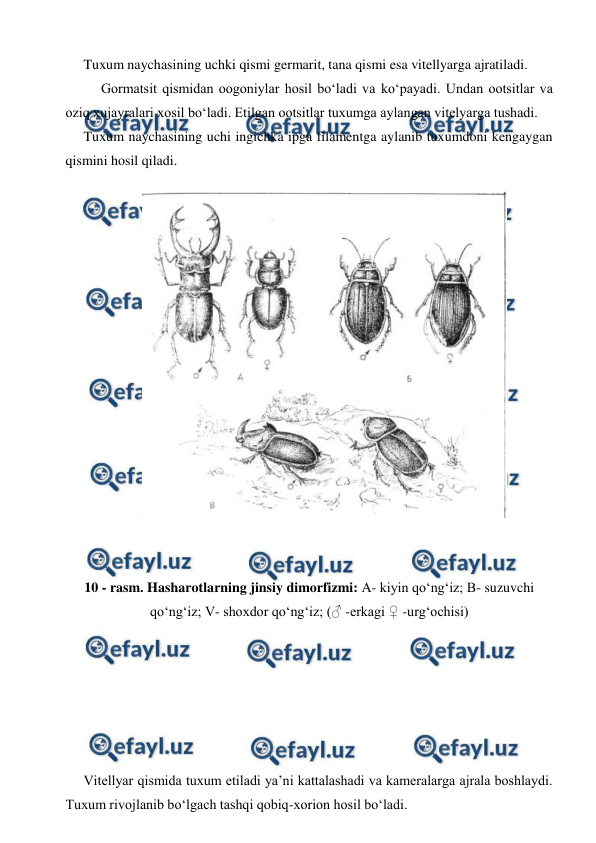  
 
 
Tuxum naychasining uchki qismi germarit, tana qismi esa vitellyarga ajratiladi. 
Gormatsit qismidan oogoniylar hosil bo‘ladi va ko‘payadi. Undan ootsitlar va 
oziq xujayralari xosil bo‘ladi. Etilgan ootsitlar tuxumga aylangan vitelyarga tushadi. 
 
Tuxum naychasining uchi ingichka ipga filamentga aylanib tuxumdoni kengaygan 
qismini hosil qiladi. 
 
 
10 - rasm. Hasharotlarning jinsiy dimorfizmi: A- kiyin qo‘ng‘iz; B- suzuvchi 
qo‘ng‘iz; V- shoxdor qo‘ng‘iz; (♂ -erkagi ♀ -urg‘ochisi) 
 
 
 
 
 
 
 
 
Vitellyar qismida tuxum etiladi ya’ni kattalashadi va kameralarga ajrala boshlaydi. 
Tuxum rivojlanib bo‘lgach tashqi qobiq-xorion hosil bo‘ladi. 
