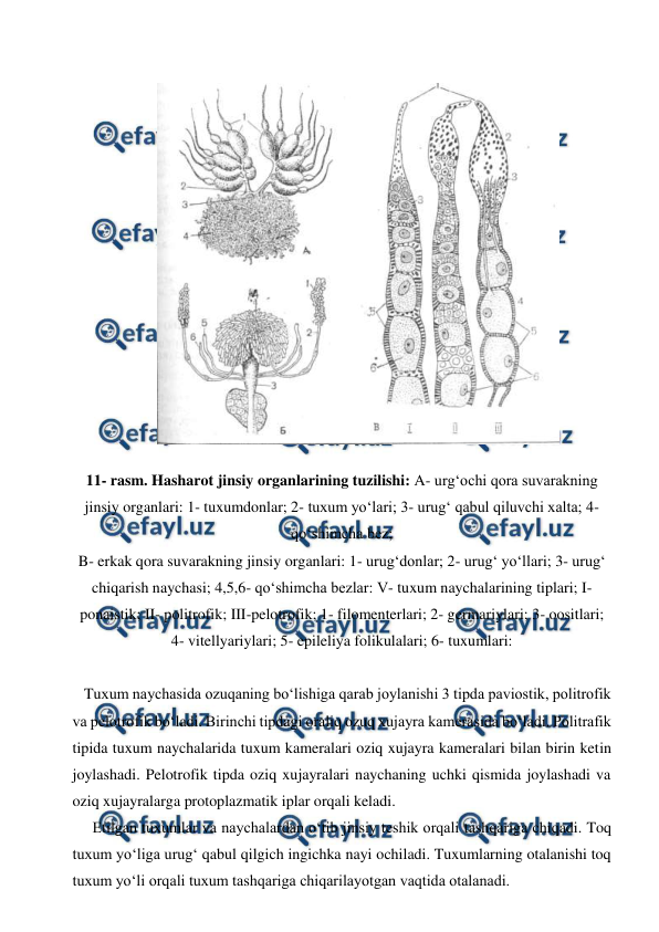  
 
 
 
11- rasm. Hasharot jinsiy organlarining tuzilishi: A- urg‘ochi qora suvarakning 
jinsiy organlari: 1- tuxumdonlar; 2- tuxum yo‘lari; 3- urug‘ qabul qiluvchi xalta; 4- 
qo‘shimcha bez; 
B- erkak qora suvarakning jinsiy organlari: 1- urug‘donlar; 2- urug‘ yo‘llari; 3- urug‘ 
chiqarish naychasi; 4,5,6- qo‘shimcha bezlar: V- tuxum naychalarining tiplari; I-
ponaistik; II- politrofik; III-pelotrofik; 1- filomenterlari; 2- germariylari; 3- oositlari; 
4- vitellyariylari; 5- epileliya folikulalari; 6- tuxumlari: 
 
 
   Tuxum naychasida ozuqaning bo‘lishiga qarab joylanishi 3 tipda paviostik, politrofik 
va pelotrofik bo‘ladi. Birinchi tipdagi oraliq ozuq xujayra kamerasida bo‘ladi. Politrafik 
tipida tuxum naychalarida tuxum kameralari oziq xujayra kameralari bilan birin ketin 
joylashadi. Pelotrofik tipda oziq xujayralari naychaning uchki qismida joylashadi va 
oziq xujayralarga protoplazmatik iplar orqali keladi.  
 
Etilgan tuxumlar va naychalardan o‘tib jinsiy teshik orqali tashqariga chiqadi. Toq 
tuxum yo‘liga urug‘ qabul qilgich ingichka nayi ochiladi. Tuxumlarning otalanishi toq 
tuxum yo‘li orqali tuxum tashqariga chiqarilayotgan vaqtida otalanadi. 
