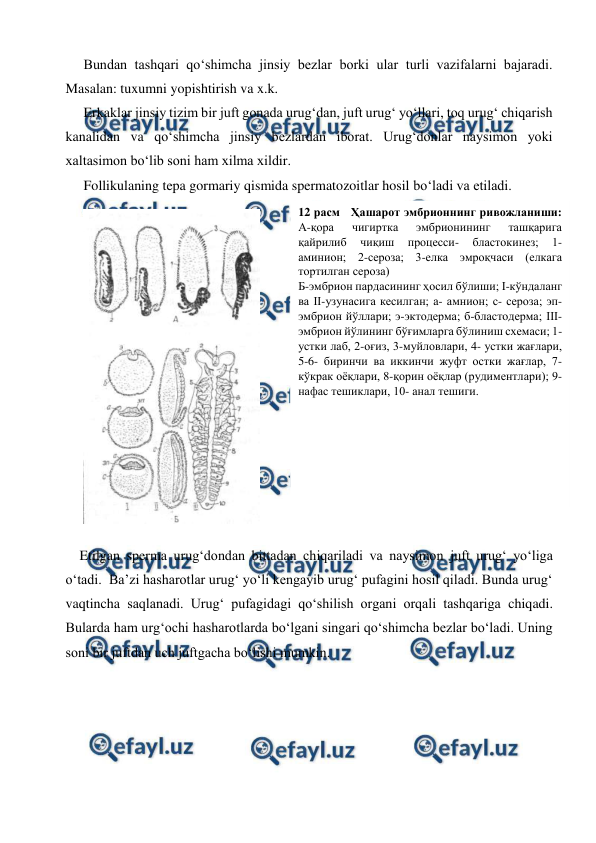 
 
 
Bundan tashqari qo‘shimcha jinsiy bezlar borki ular turli vazifalarni bajaradi. 
Masalan: tuxumni yopishtirish va x.k. 
 
Erkaklar jinsiy tizim bir juft gonada urug‘dan, juft urug‘ yo‘llari, toq urug‘ chiqarish 
kanalidan va qo‘shimcha jinsiy bezlardan iborat. Urug‘donlar naysimon yoki 
xaltasimon bo‘lib soni ham xilma xildir. 
 
Follikulaning tepa gormariy qismida spermatozoitlar hosil bo‘ladi va etiladi.  
 
    Etilgan sperma urug‘dondan bittadan chiqariladi va naysimon juft urug‘ yo‘liga 
o‘tadi.  Ba’zi hasharotlar urug‘ yo‘li kengayib urug‘ pufagini hosil qiladi. Bunda urug‘ 
vaqtincha saqlanadi. Urug‘ pufagidagi qo‘shilish organi orqali tashqariga chiqadi. 
Bularda ham urg‘ochi hasharotlarda bo‘lgani singari qo‘shimcha bezlar bo‘ladi. Uning 
soni bir juftdan uch juftgacha bo‘lishi mumkin. 
12 расм   Ҳашарот эмбрионнинг ривожланиши: 
А-қора 
чигиртка 
эмбрионининг 
ташқарига 
қайрилиб 
чиқиш 
процесси- 
бластокинез; 
1-
аминион; 2-сероза; 3-елка эмроқчаси (елкага 
тортилган сероза) 
Б-эмбрион пардасининг ҳосил бўлиши; I-кўндаланг 
ва II-узунасига кесилган; а- амнион; с- сероза; эп-
эмбрион йўллари; э-эктодерма; б-бластодерма; III-
эмбрион йўлининг бўғимларга бўлиниш схемаси; 1- 
устки лаб, 2-оғиз, 3-муйловлари, 4- устки жағлари, 
5-6- биринчи ва иккинчи жуфт остки жағлар, 7- 
кўкрак оёқлари, 8-қорин оёқлар (рудиментлари); 9-
нафас тешиклари, 10- анал тешиги. 
