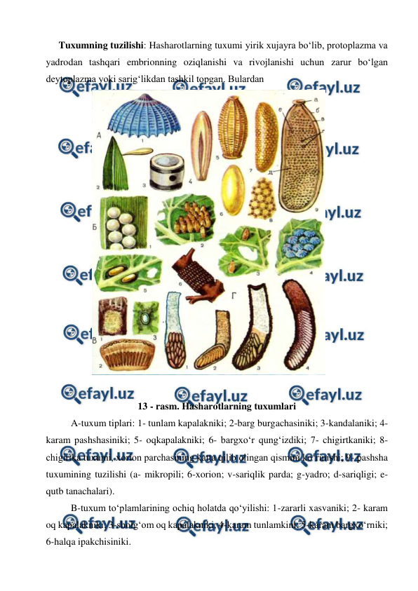  
 
 
Tuxumning tuzilishi: Hasharotlarning tuxumi yirik xujayra bo‘lib, protoplazma va 
yadrodan tashqari embrionning oziqlanishi va rivojlanishi uchun zarur bo‘lgan 
deytoplazma yoki sarig‘likdan tashkil topgan. Bulardan  
 
13 - rasm. Hasharotlarning tuxumlari 
A-tuxum tiplari: 1- tunlam kapalakniki; 2-barg burgachasiniki; 3-kandalaniki; 4- 
karam pashshasiniki; 5- oqkapalakniki; 6- bargxo‘r qung‘izdiki; 7- chigirtkaniki; 8- 
chigirtka tuxumi, xorion parchasining katta qilib olingan qismini ko‘rinishi; 9- pashsha 
tuxumining tuzilishi (a- mikropili; 6-xorion; v-sariqlik parda; g-yadro; d-sariqligi; e-
qutb tanachalari).  
B-tuxum to‘plamlarining ochiq holatda qo‘yilishi: 1-zararli xasvaniki; 2- karam 
oq kapalakniki; 3-sholg‘om oq kapalakniki; 4-karam tunlamkini; 5-karam bargxo‘rniki; 
6-halqa ipakchisiniki.  
