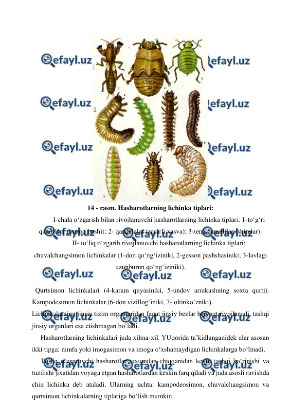  
 
 
14 - rasm. Hasharotlarning lichinka tiplari: 
I-chala o‘zgarish bilan rivojlanuvchi hasharotlarning lichinka tiplari; 1-to‘g‘ri 
qanotlilar (buzoq boshi); 2- qandalalar (zararli xasva); 3-teng qanotlilar (shiralar). 
II- to‘liq o‘zgarib rivojlanuvchi hasharotlarning lichinka tiplari; 
chuvalchangsimon lichinkalar (1-don qo‘ng‘iziniki, 2-gesson pashshasiniki; 3-lavlagi 
uzunburun qo‘ng‘iziniki). 
 
 
  Qurtsimon lichinkalari (4-karam quyasiniki, 5-undov arrakashning soxta qurti). 
Kampodesimon lichinkalar (6-don vizillog‘iniki, 7- oltinko‘zniki) 
Lichinkalarning jinsiy tizim organlaridan faqat jinsiy bezlar barvaqt rivojlanadi, tashqi 
jinsiy organlari esa etishmagan bo‘ladi. 
 
Hasharotlarning lichinkalari juda xilma-xil. YUqorida ta’kidlanganidek ular asosan 
ikki tipga: nimfa yoki imogasimon va imoga o‘xshamaydigan lichinkalarga bo‘linadi. 
 
To‘liq o‘zgaruvchi hasharotlar tuxumdan chiqqanidan keyin tashqi ko‘rinishi va 
tuzilishi jixatidan voyaga etgan hasharotlardan keskin farq qiladi va juda asosli ravishda 
chin lichinka deb ataladi. Ularning uchta: kampodeosimon, chuvalchangsimon va 
qurtsimon lichinkalarning tiplariga bo‘lish mumkin. 
