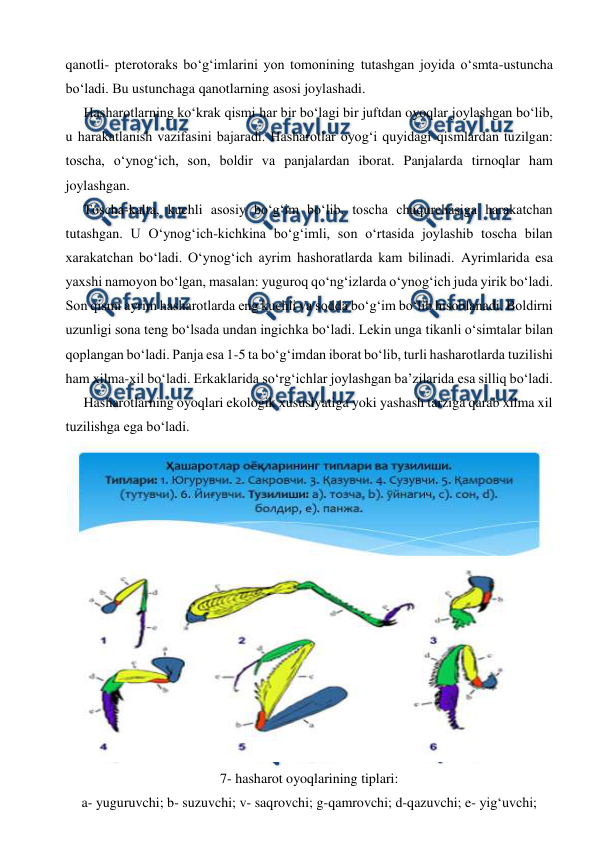  
 
qanotli- pterotoraks bo‘g‘imlarini yon tomonining tutashgan joyida o‘smta-ustuncha 
bo‘ladi. Bu ustunchaga qanotlarning asosi joylashadi. 
 
Hasharotlarning ko‘krak qismi har bir bo‘lagi bir juftdan oyoqlar joylashgan bo‘lib, 
u harakatlanish vazifasini bajaradi. Hasharotlar oyog‘i quyidagi qismlardan tuzilgan: 
toscha, o‘ynog‘ich, son, boldir va panjalardan iborat. Panjalarda tirnoqlar ham 
joylashgan. 
 
Toscha-kalta, kuchli asosiy bo‘g‘im bo‘lib, toscha chuqurchasiga harakatchan 
tutashgan. U O‘ynog‘ich-kichkina bo‘g‘imli, son o‘rtasida joylashib toscha bilan 
xarakatchan bo‘ladi. O‘ynog‘ich ayrim hashoratlarda kam bilinadi. Ayrimlarida esa 
yaxshi namoyon bo‘lgan, masalan: yuguroq qo‘ng‘izlarda o‘ynog‘ich juda yirik bo‘ladi. 
Son qismi ayrim hasharotlarda eng kuchli va sodda bo‘g‘im bo‘lib hisoblanadi. Boldirni 
uzunligi sona teng bo‘lsada undan ingichka bo‘ladi. Lekin unga tikanli o‘simtalar bilan 
qoplangan bo‘ladi. Panja esa 1-5 ta bo‘g‘imdan iborat bo‘lib, turli hasharotlarda tuzilishi 
ham xilma-xil bo‘ladi. Erkaklarida so‘rg‘ichlar joylashgan ba’zilarida esa silliq bo‘ladi. 
 
Hasharotlarning oyoqlari ekologik xususiyatiga yoki yashash tarziga qarab xilma xil 
tuzilishga ega bo‘ladi. 
 
7- hasharot oyoqlarining tiplari: 
a- yuguruvchi; b- suzuvchi; v- saqrovchi; g-qamrovchi; d-qazuvchi; e- yig‘uvchi; 
