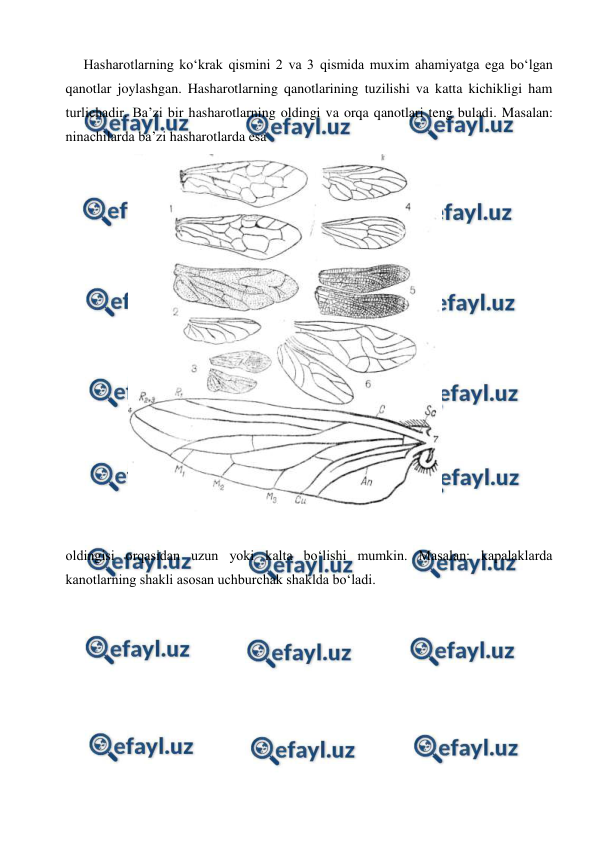  
 
 
Hasharotlarning ko‘krak qismini 2 va 3 qismida muxim ahamiyatga ega bo‘lgan 
qanotlar joylashgan. Hasharotlarning qanotlarining tuzilishi va katta kichikligi ham 
turlichadir. Ba’zi bir hasharotlarning oldingi va orqa qanotlari teng buladi. Masalan: 
ninachilarda ba’zi hasharotlarda esa  
 
oldingisi orqasidan uzun yoki kalta bo‘lishi mumkin. Masalan: kapalaklarda 
kanotlarning shakli asosan uchburchak shaklda bo‘ladi. 
